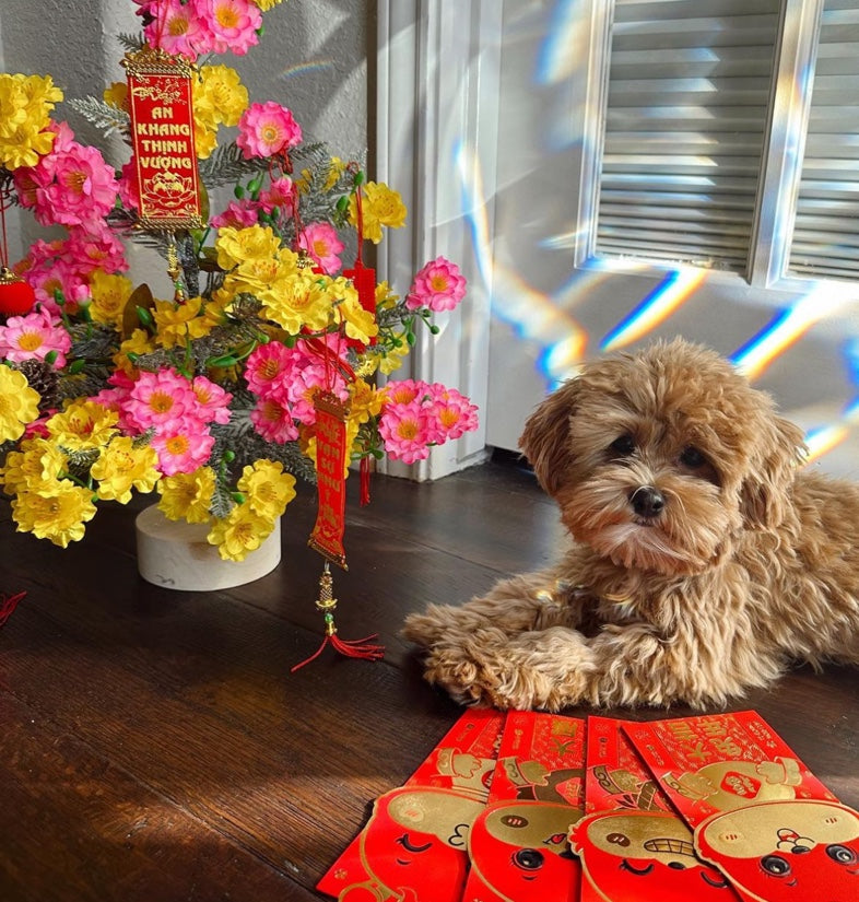 MALTIPOO, ALOHA TEACUP PUPPIES