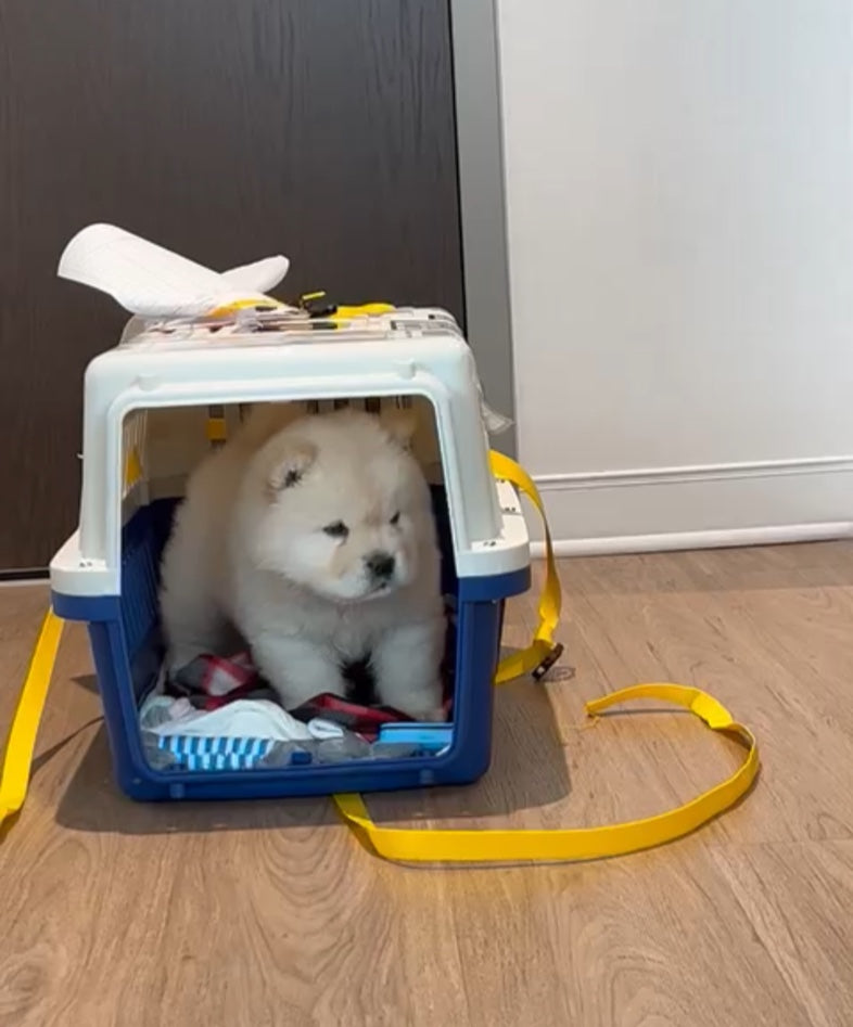 CHOWCHOW, ALOHA TEACUP PUPPIES