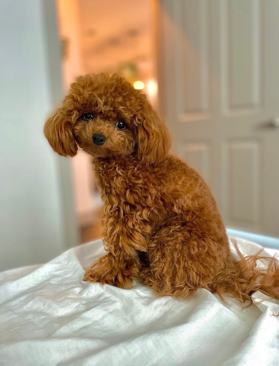 POODLE, ALOHA TEACUP PUPPIES