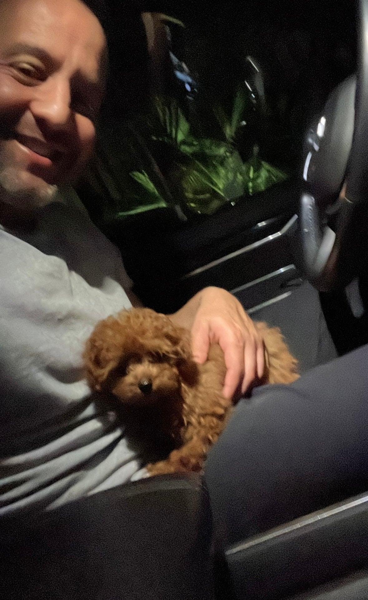 POODLE, ALOHA TEACUP PUPPIES