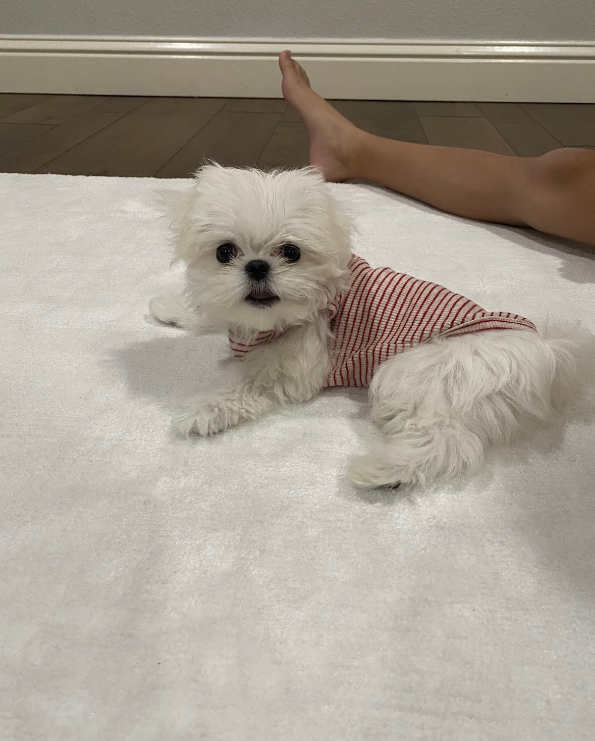 MALTESE, ALOHA TEACUP PUPPIES
