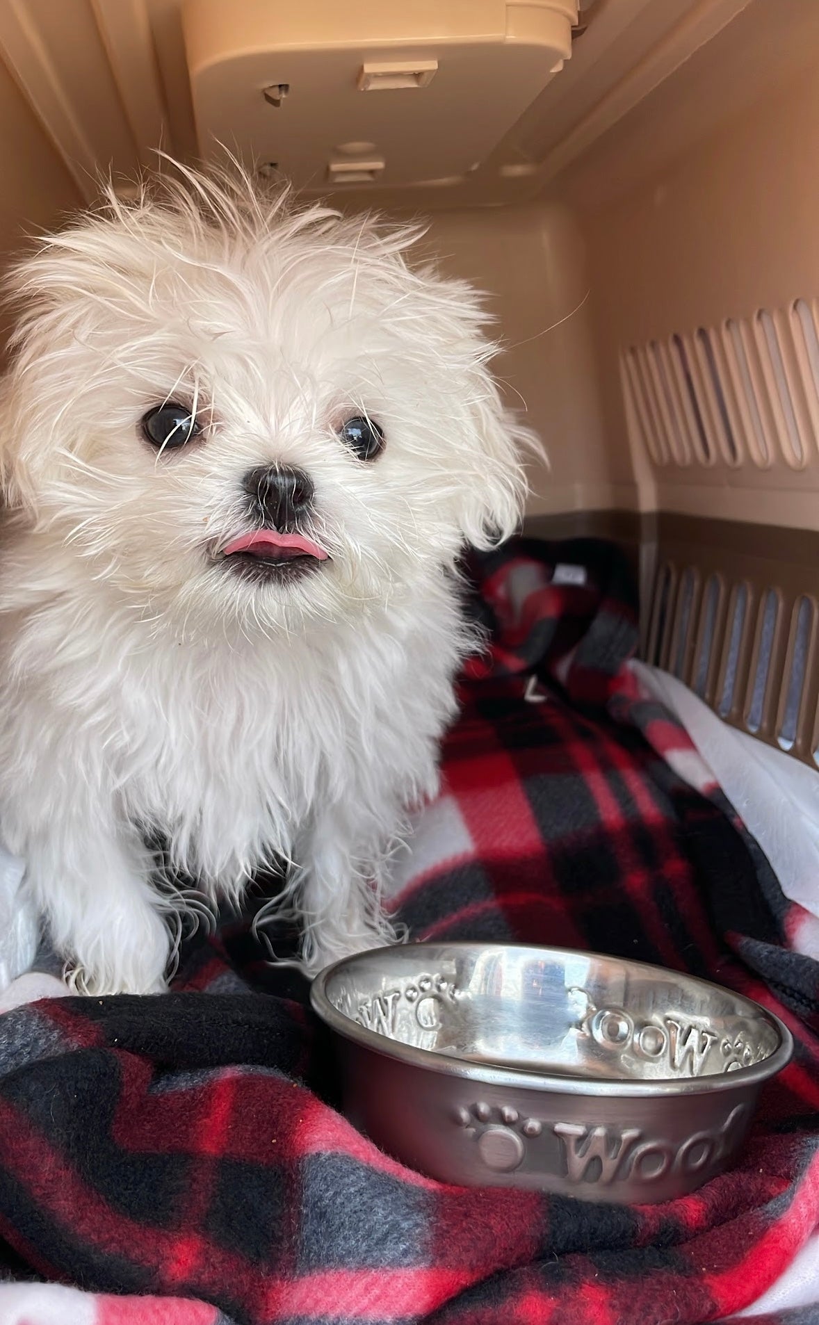 MALTESE, ALOHA TEACUP PUPPIES