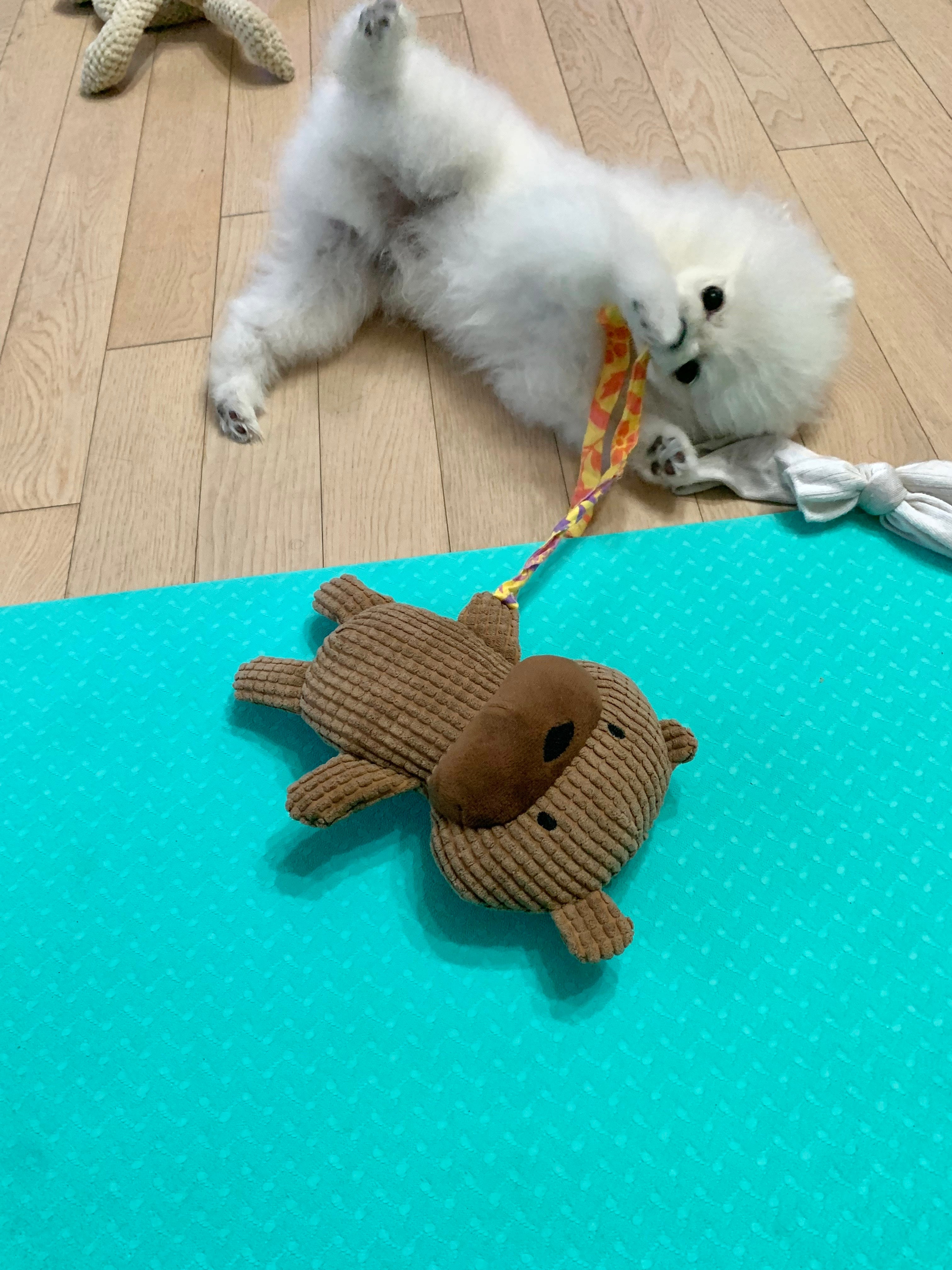 POMERANIAN, ALOHA TEACUP PUPPIES
