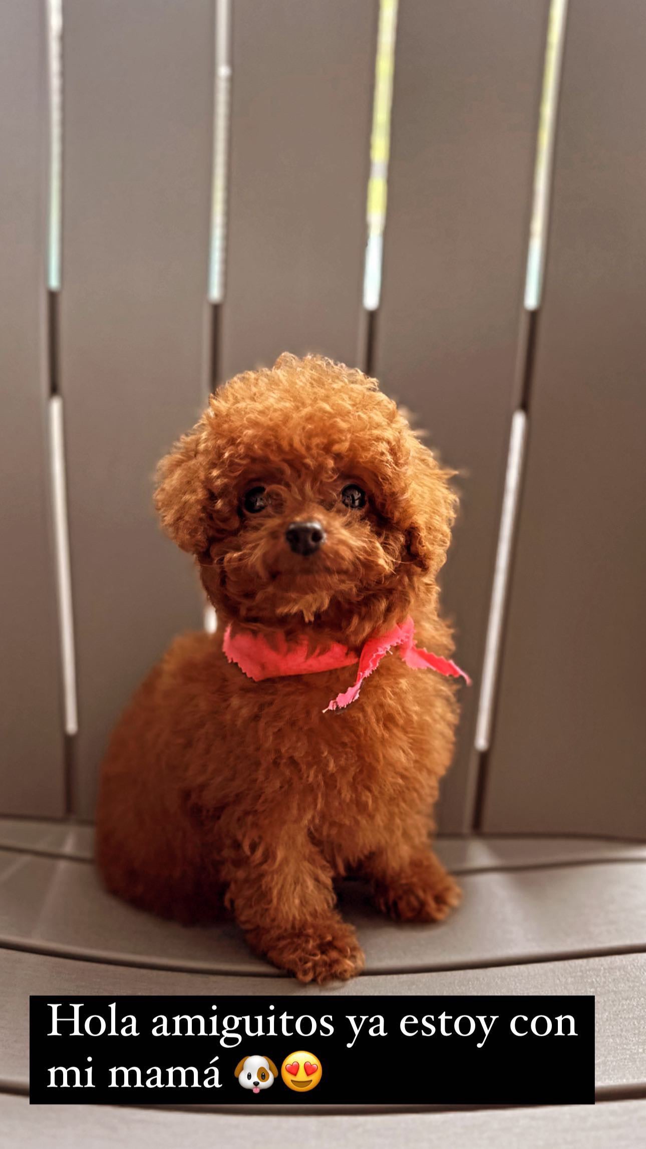 POODLE, ALOHA TEACUP PUPPIES