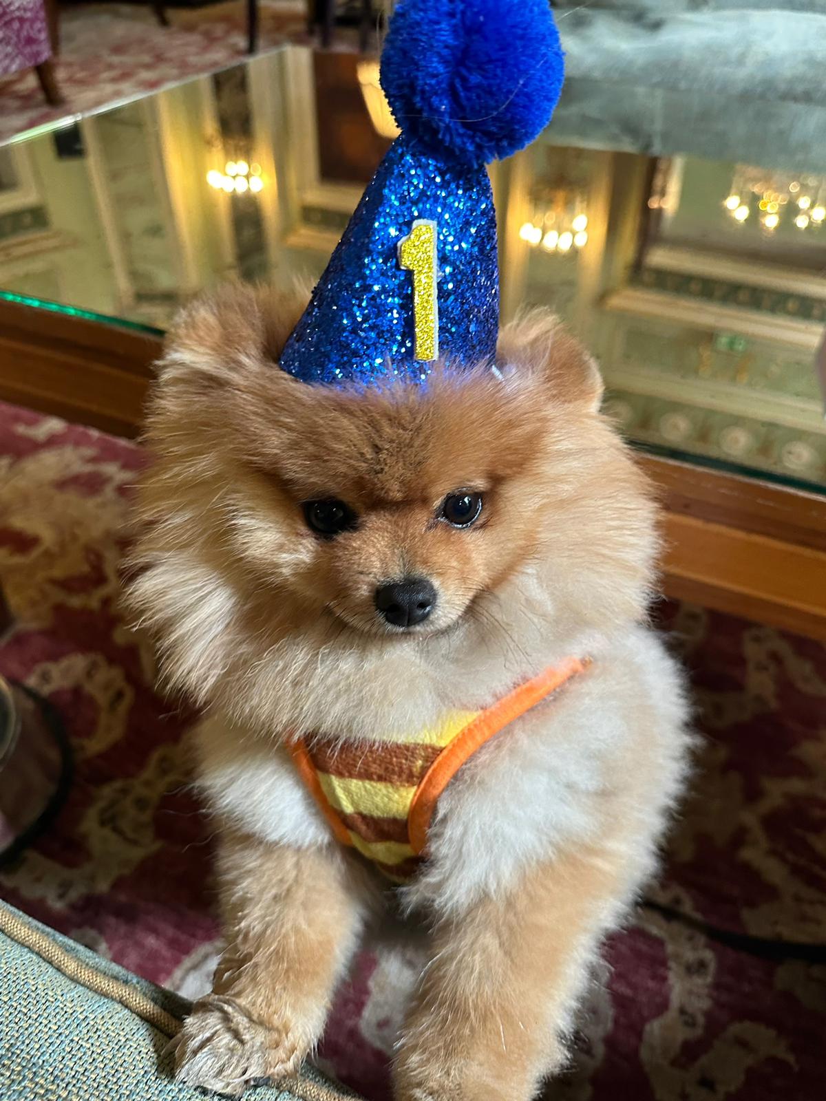 POMERANIAN, ALOHA TEACUP PUPPIES