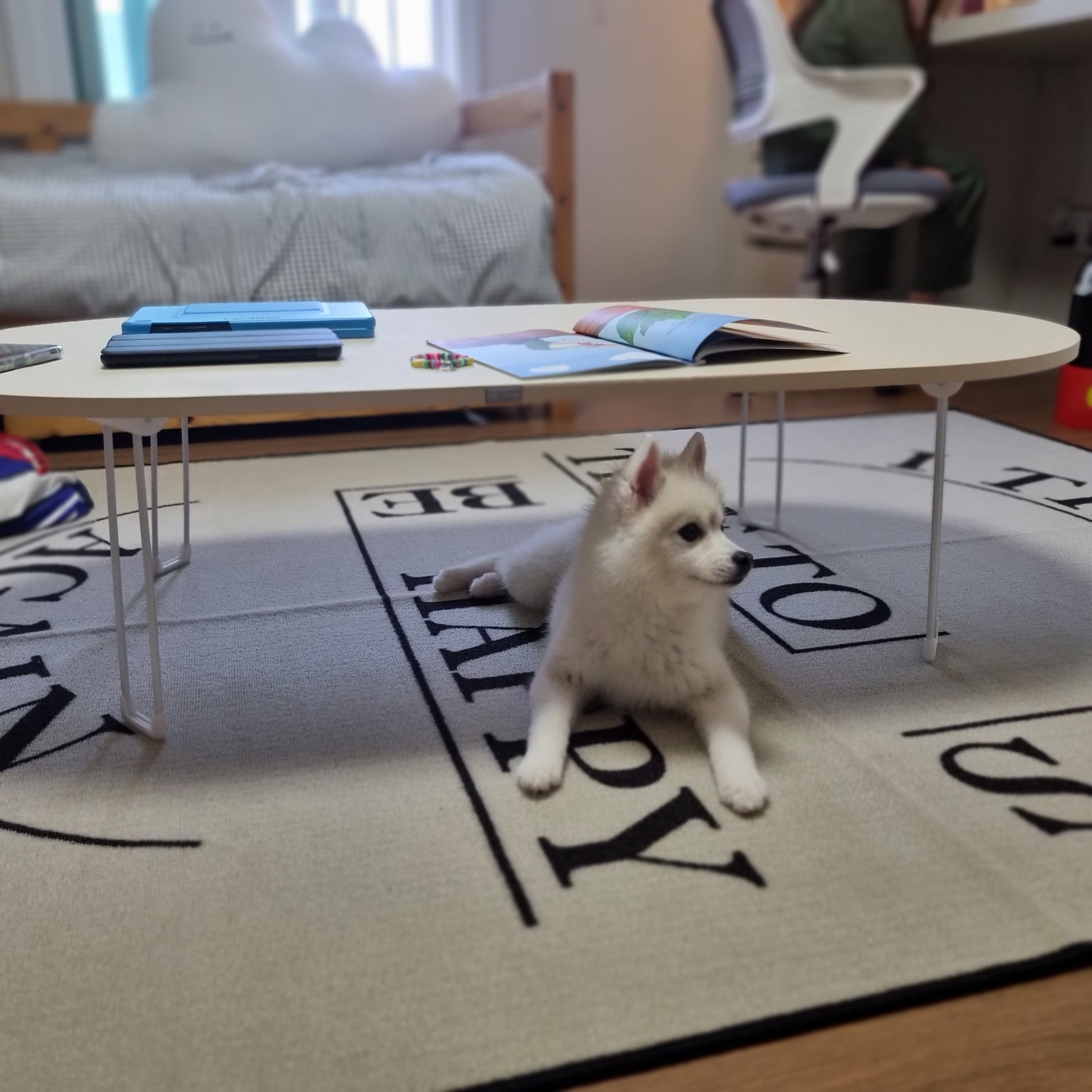 POMSKY, ALOHA TEACUP PUPPIES