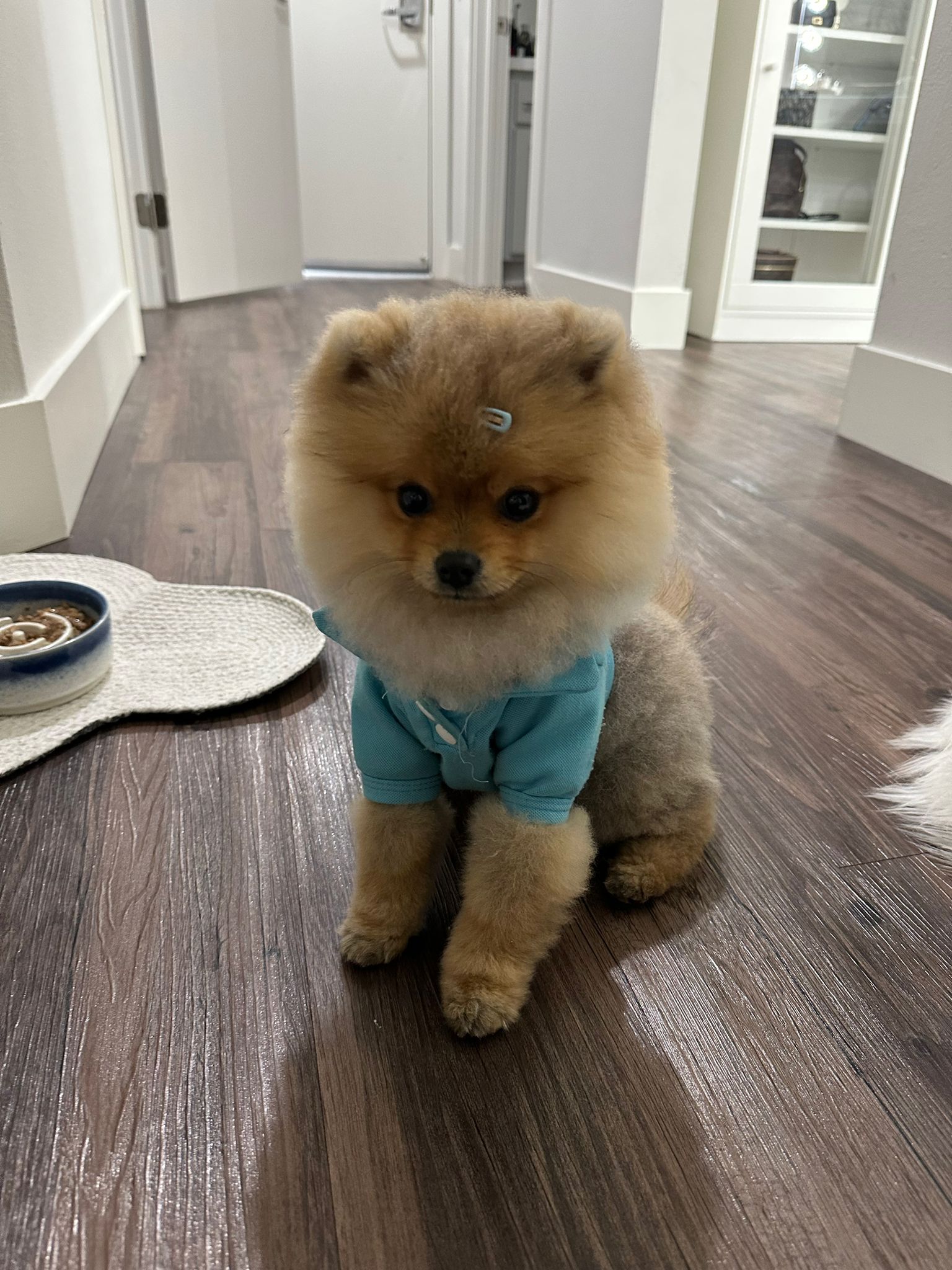 POMERANIAN, ALOHA TEACUP PUPPIES