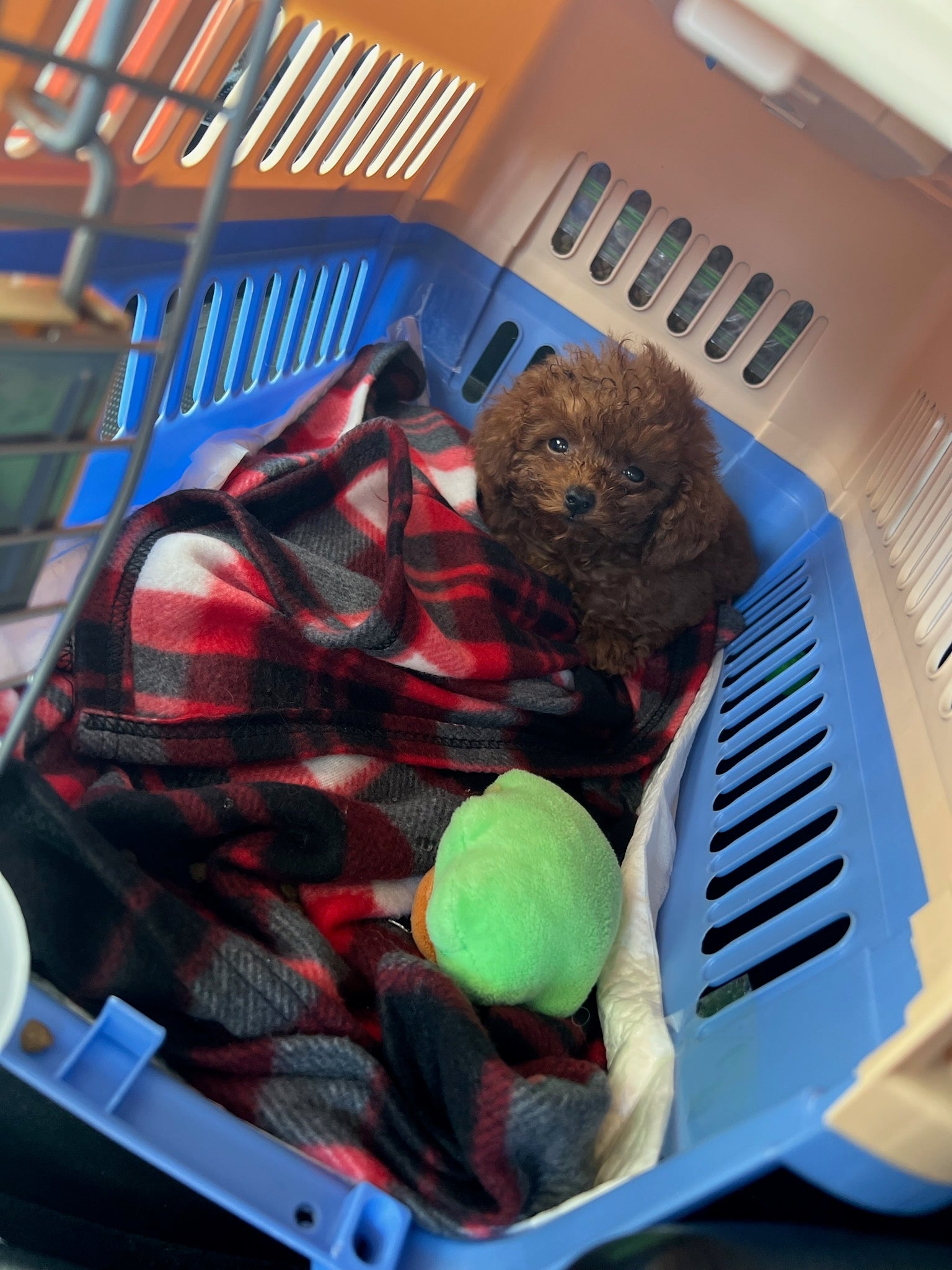 POODLE, ALOHA TEACUP PUPPIES