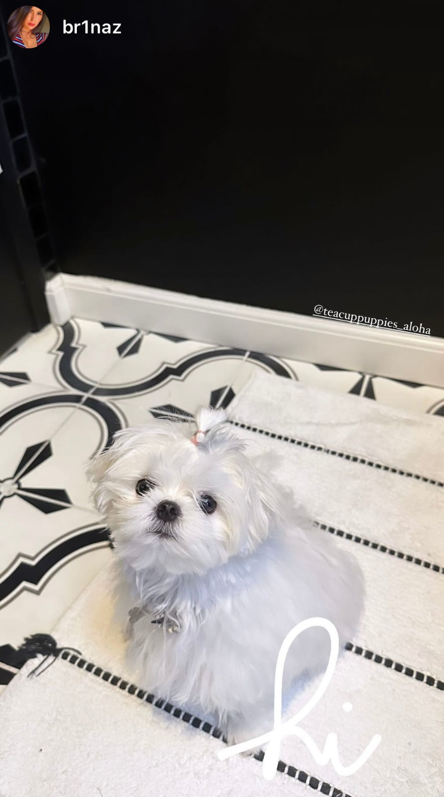 MALTESE, ALOHA TEACUP PUPPIES