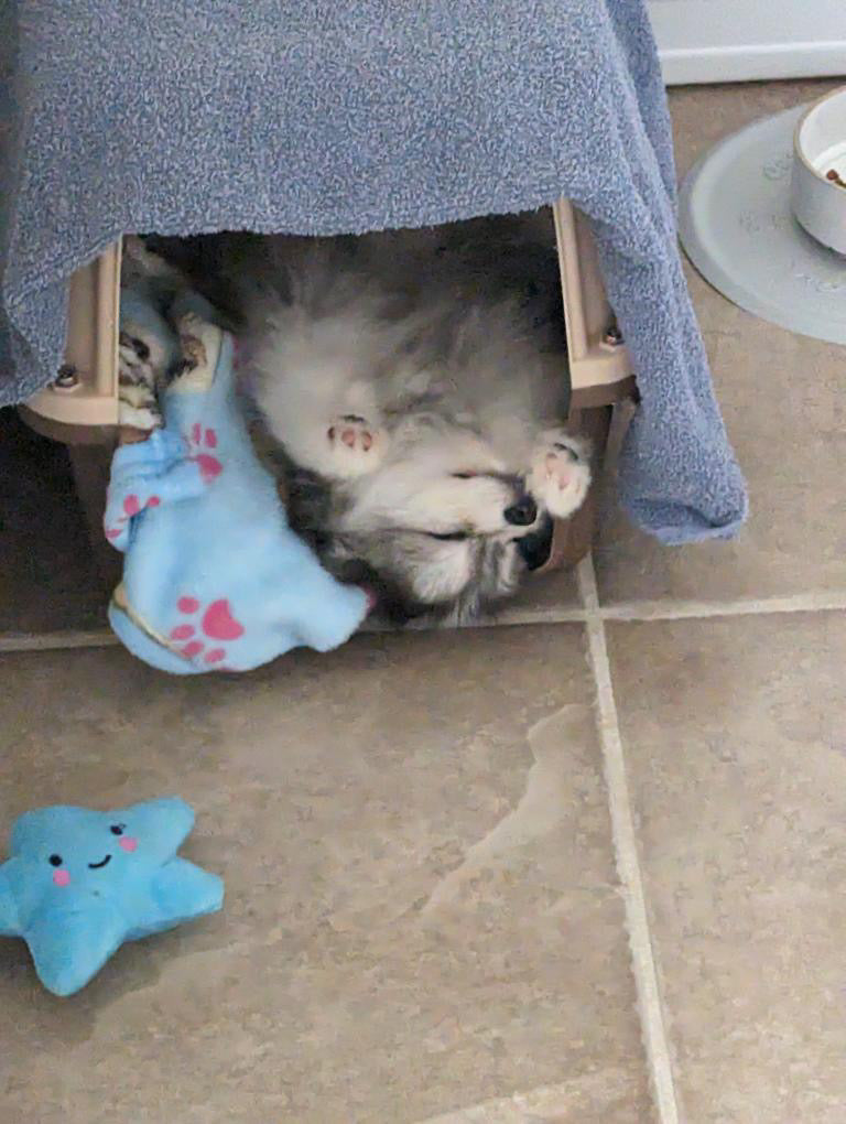 POMSKY, ALOHA TEACUP PUPPIES
