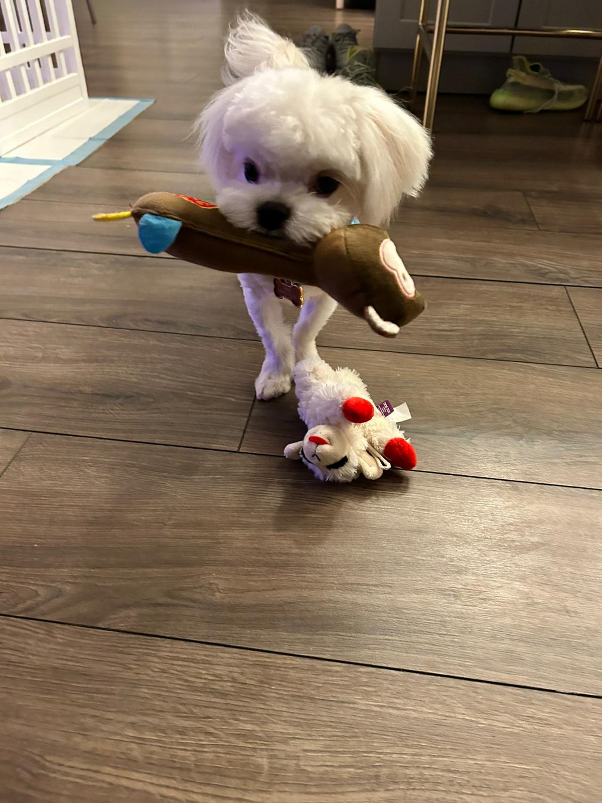 MALTESE, ALOHA TEACUP PUPPIES