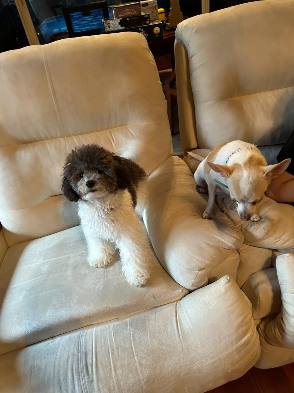 POODLE, ALOHA TEACUP PUPPIES