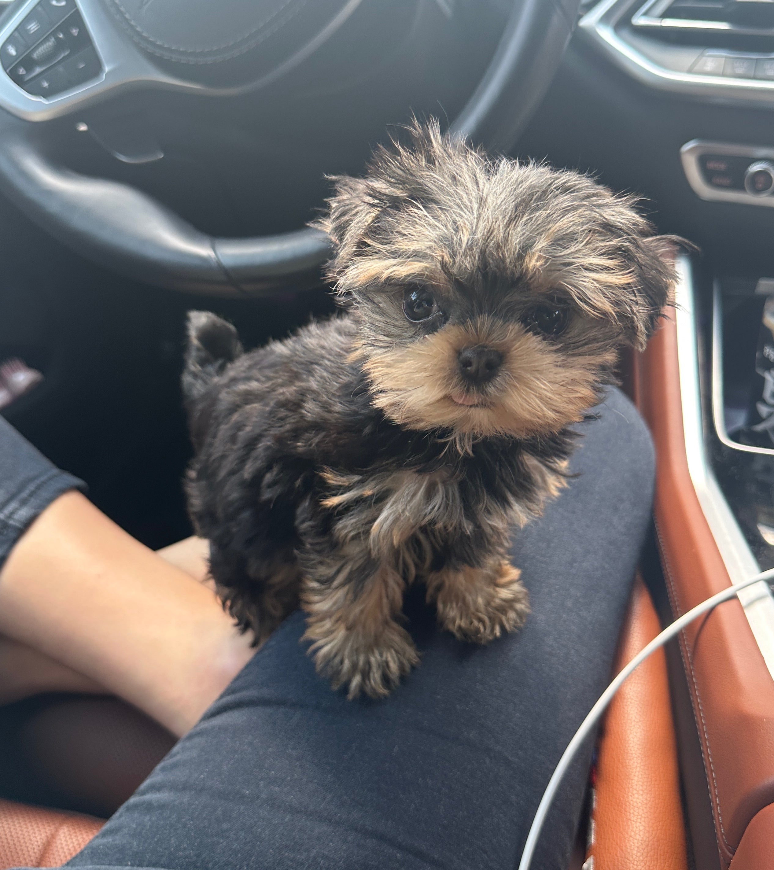 YORKIE, ALOHA TEACUP PUPPIES