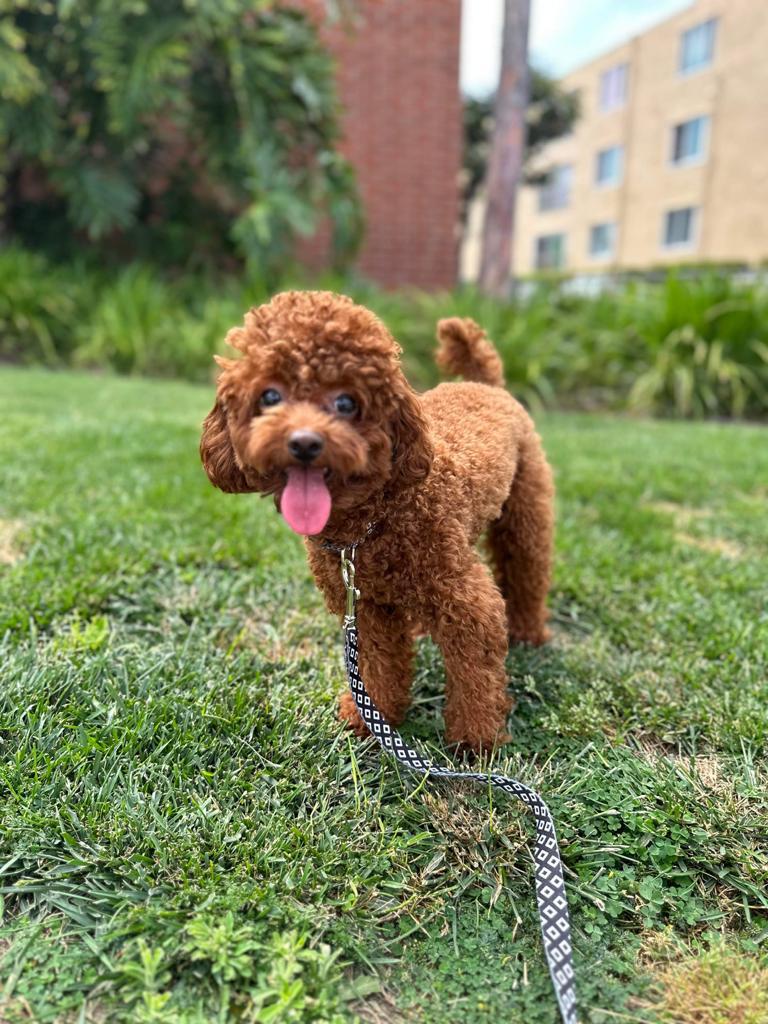 POODLE, ALOHA TEACUP PUPPIES
