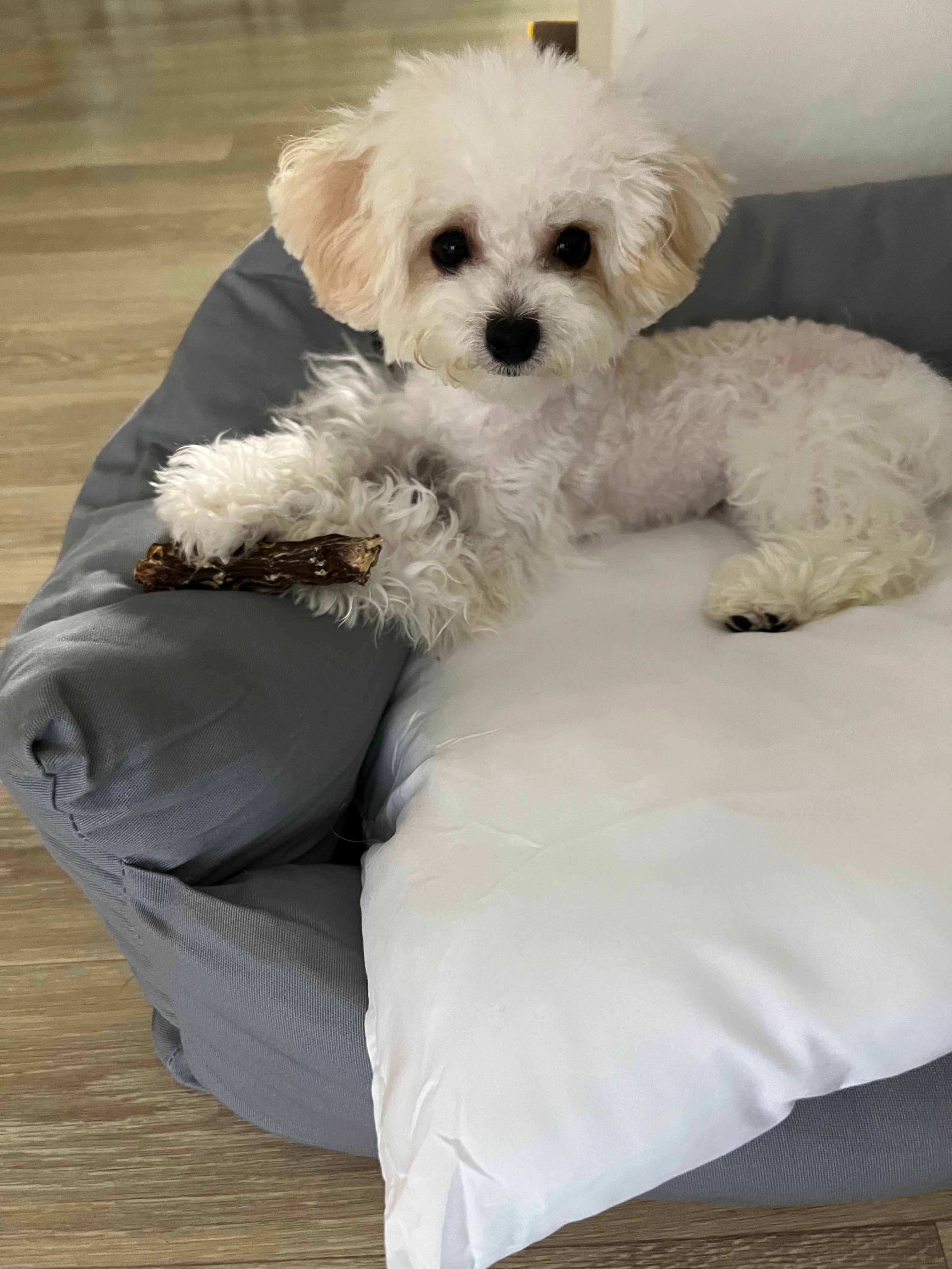 POODLE, ALOHA TEACUP PUPPIES