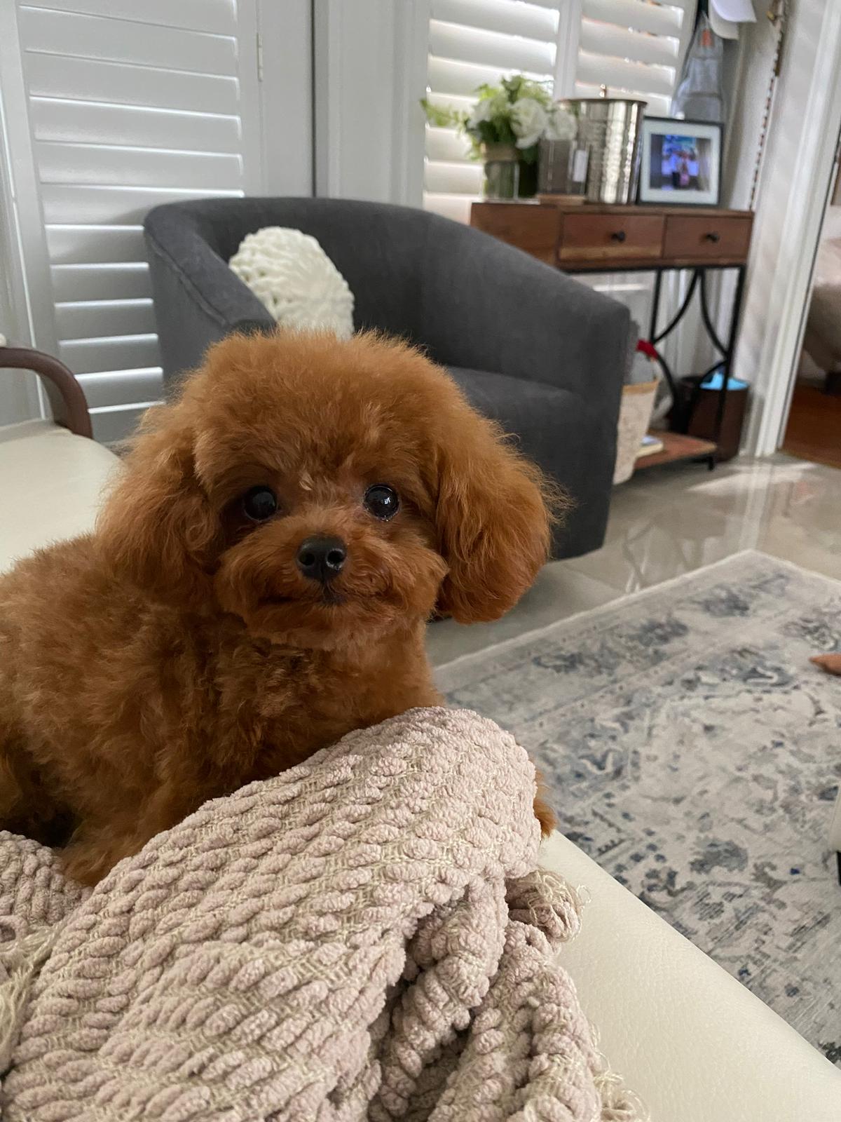 POODLE, ALOHA TEACUP PUPPIES