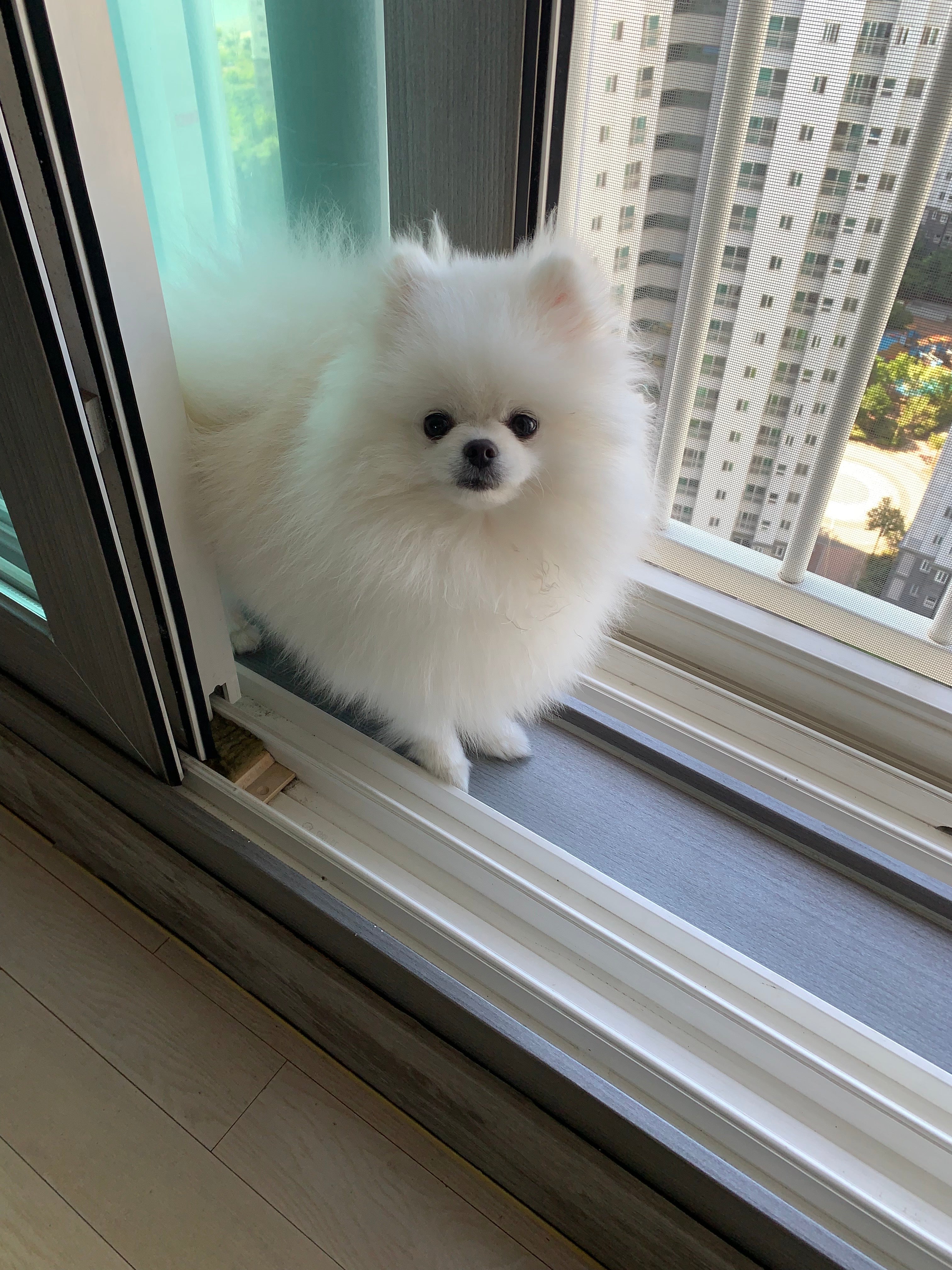 POMERANIAN, ALOHA TEACUP PUPPIES