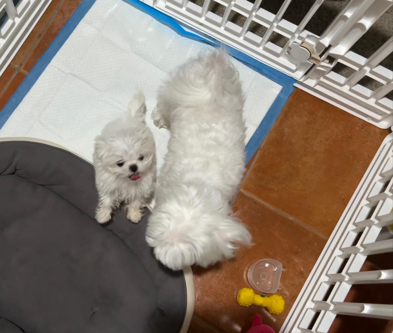 MALTESE, ALOHA TEACUP PUPPIES