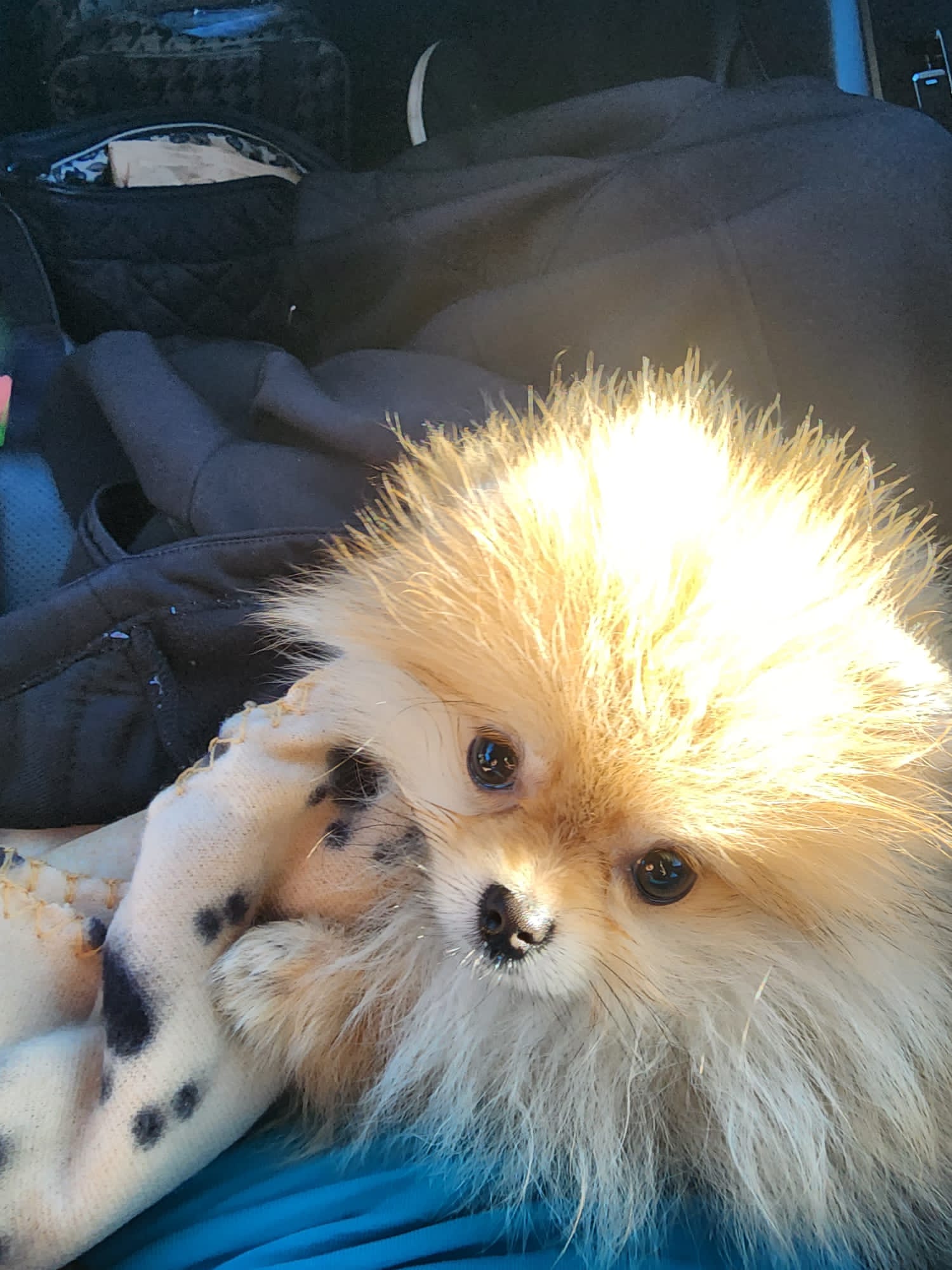 POMERANIAN, ALOHA TEACUP PUPPIES
