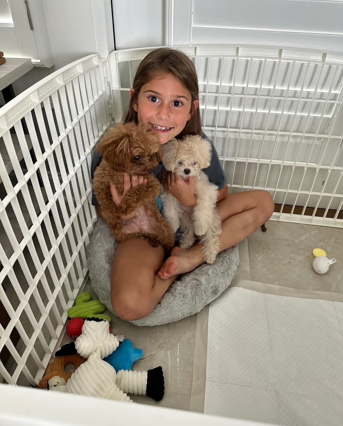 POODLE, ALOHA TEACUP PUPPIES