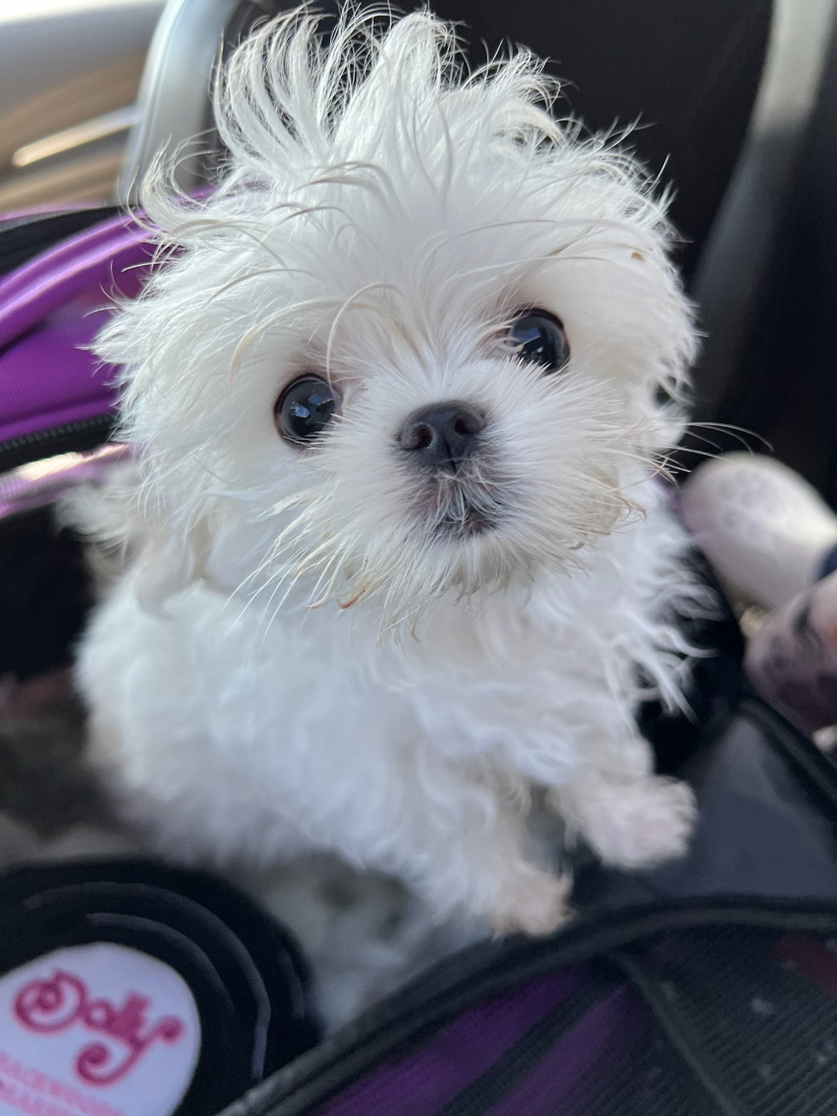 MALTESE, ALOHA TEACUP PUPPIES