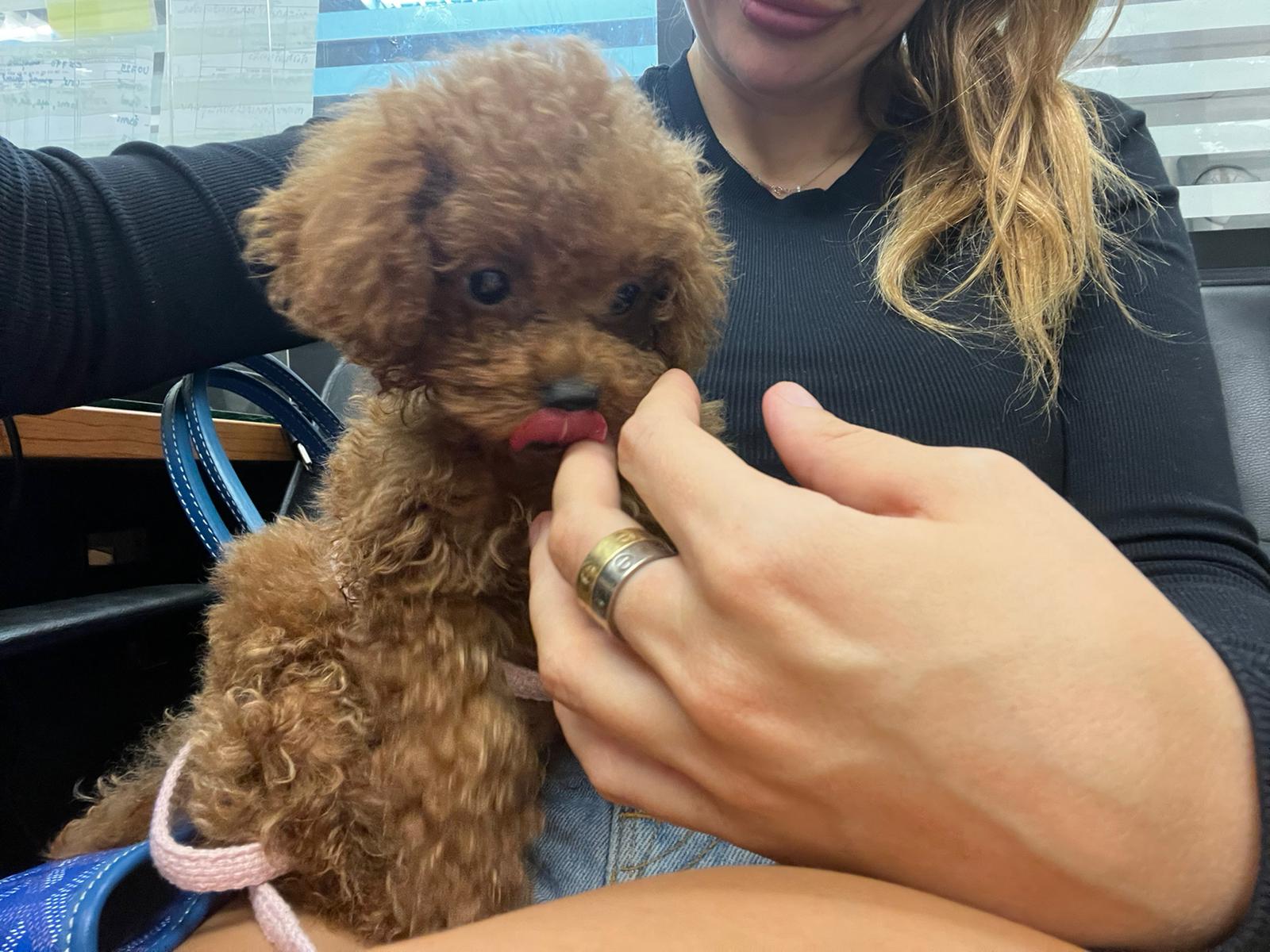 POODLE, ALOHA TEACUP PUPPIES