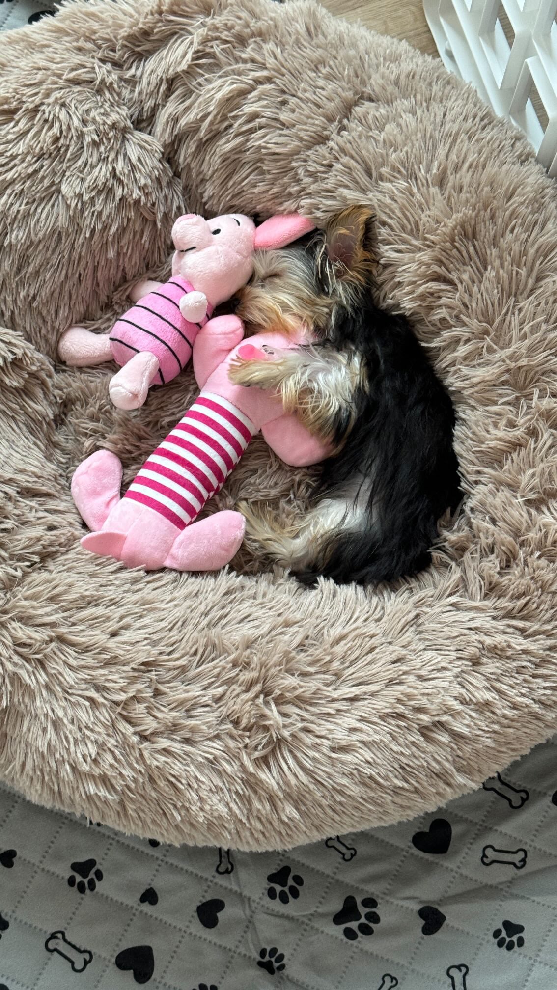 YORKIE, ALOHA TEACUP PUPPIES