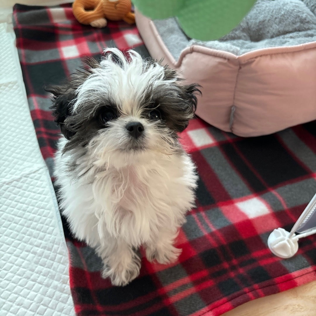 MALTIPOO, ALOHA TEACUP PUPPIES