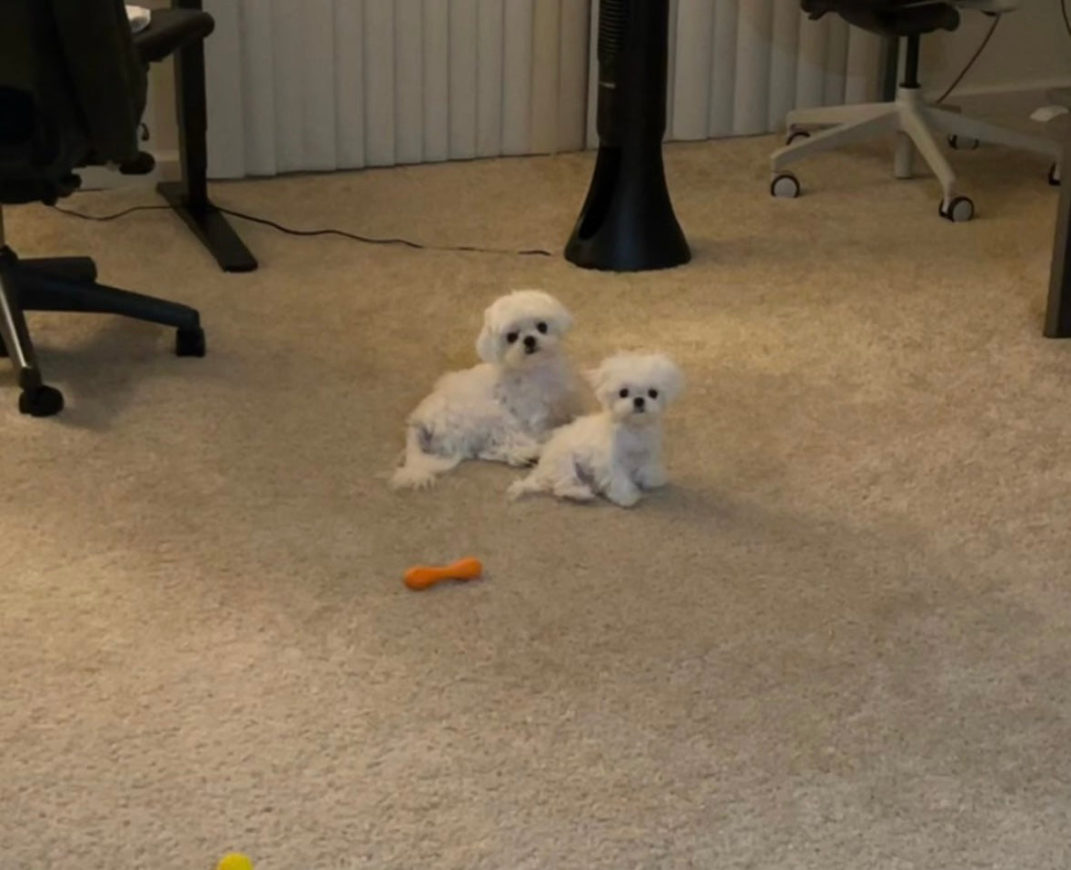MALTESE, ALOHA TEACUP PUPPIES