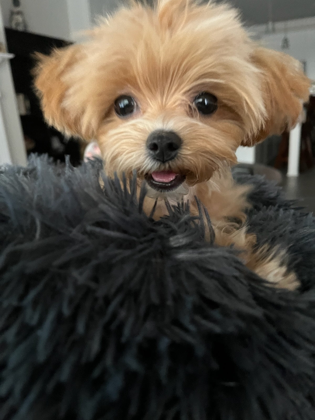 MALTIPOO, ALOHA TEACUP PUPPIES