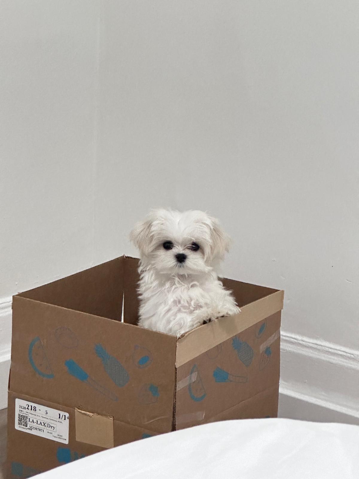 MALTESE, ALOHA TEACUP PUPPIES