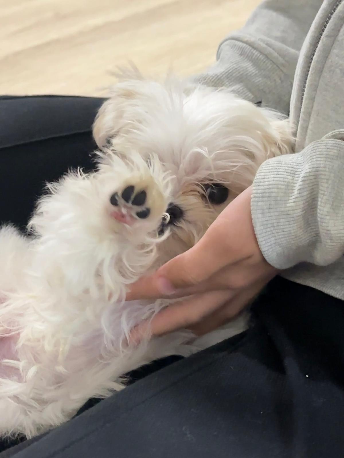 MALTESE, ALOHA TEACUP PUPPIES