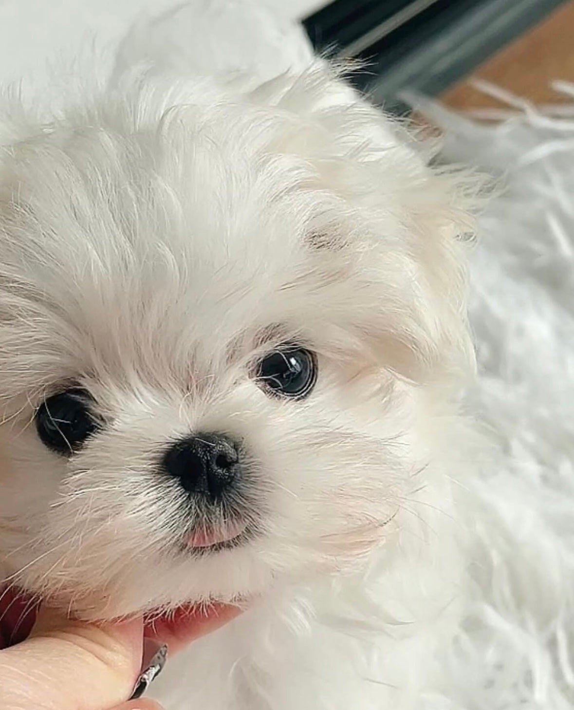 MALTESE, ALOHA TEACUP PUPPIES