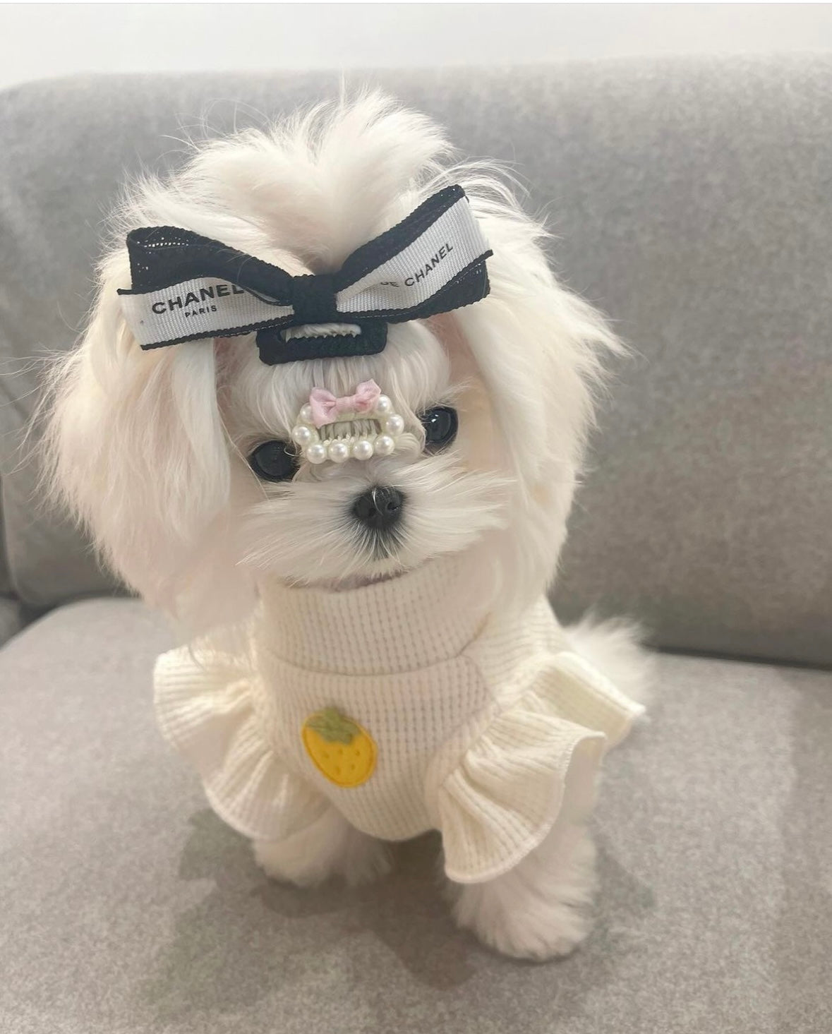 MALTESE, ALOHA TEACUP PUPPIES