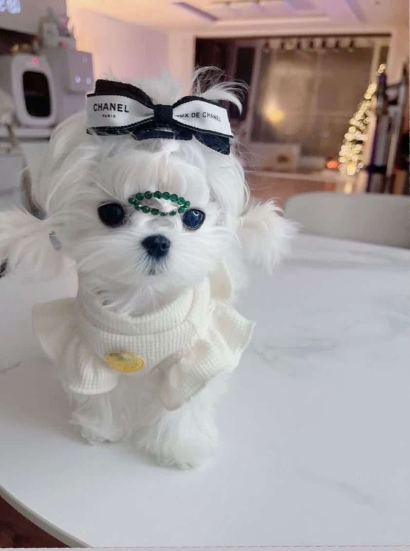 MALTESE, ALOHA TEACUP PUPPIES