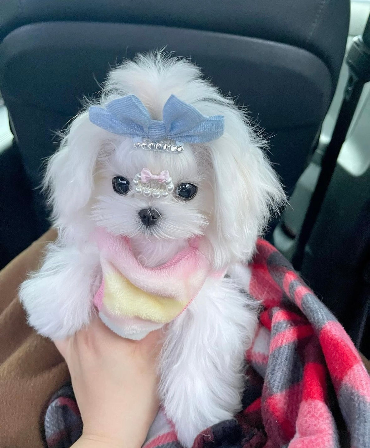 MALTESE, ALOHA TEACUP PUPPIES