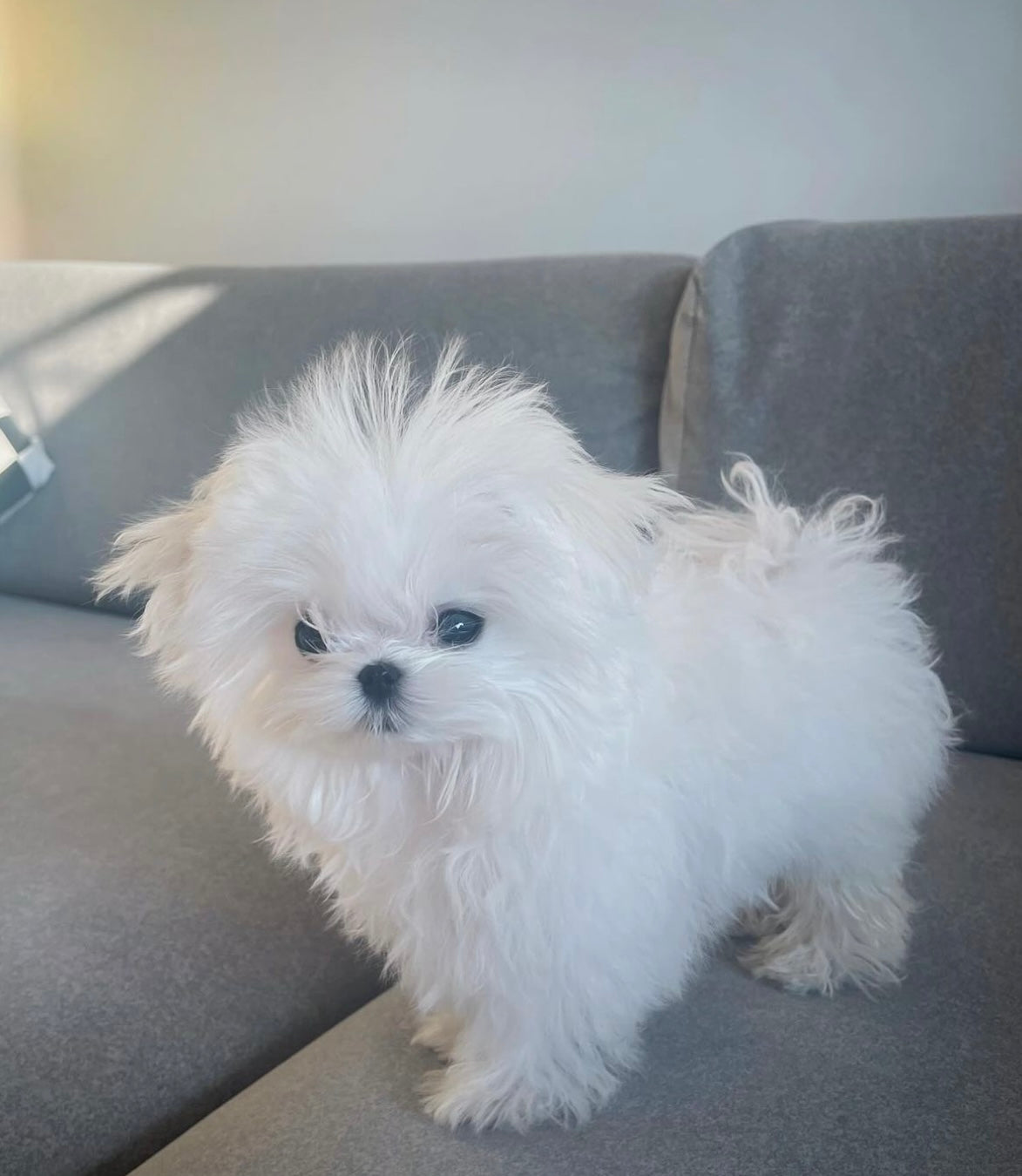 MALTESE, ALOHA TEACUP PUPPIES