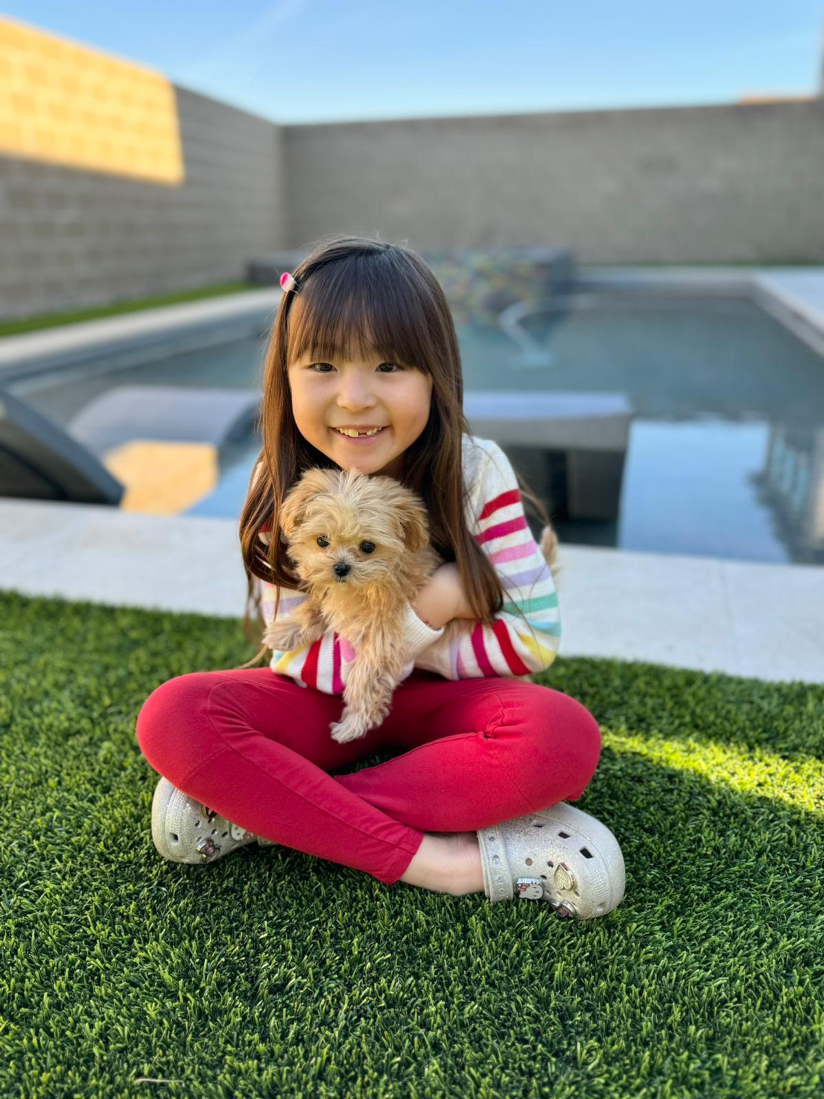 MALTIPOO, ALOHA TEACUP PUPPIES