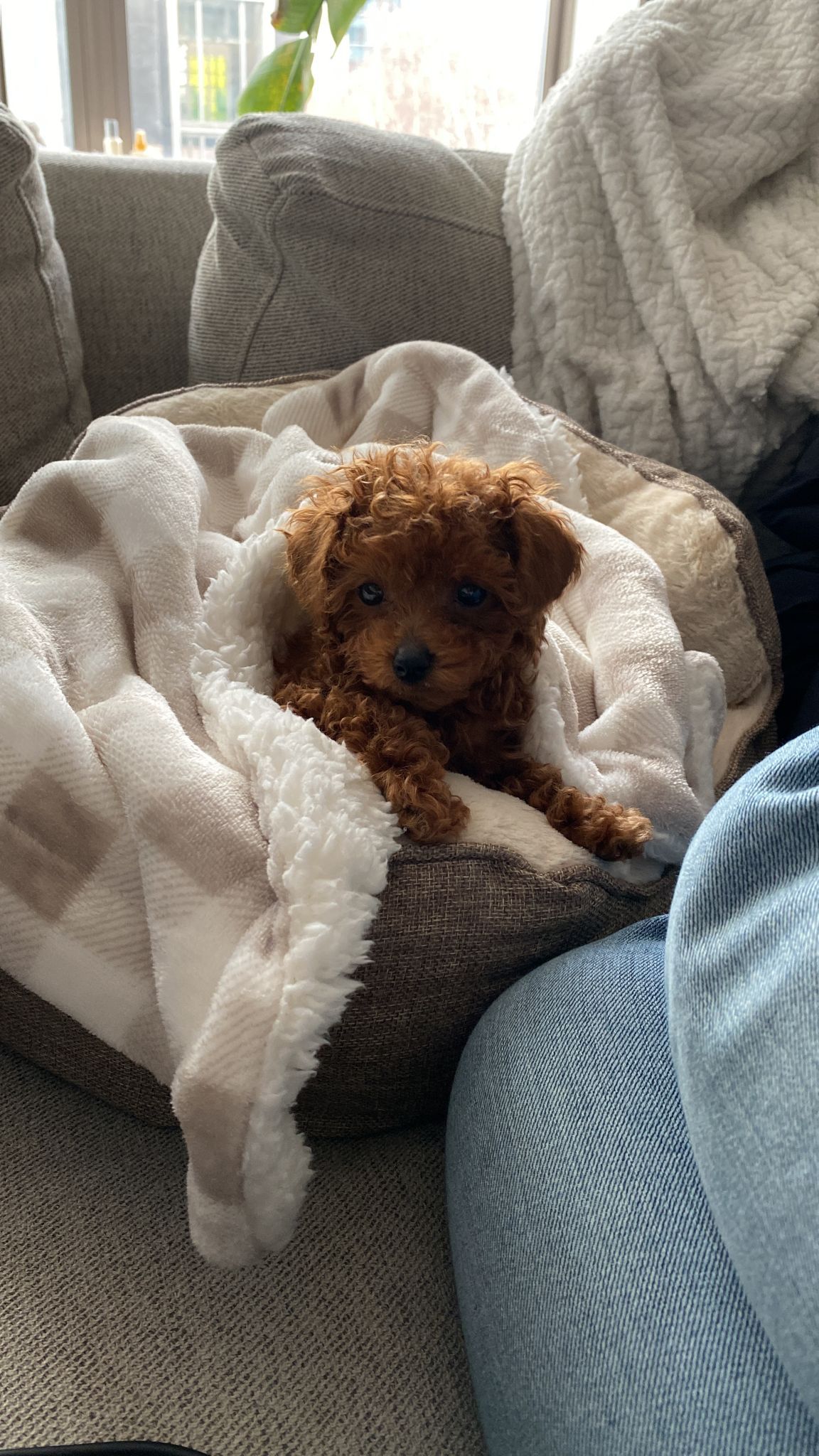 POODLE, ALOHA TEACUP PUPPIES
