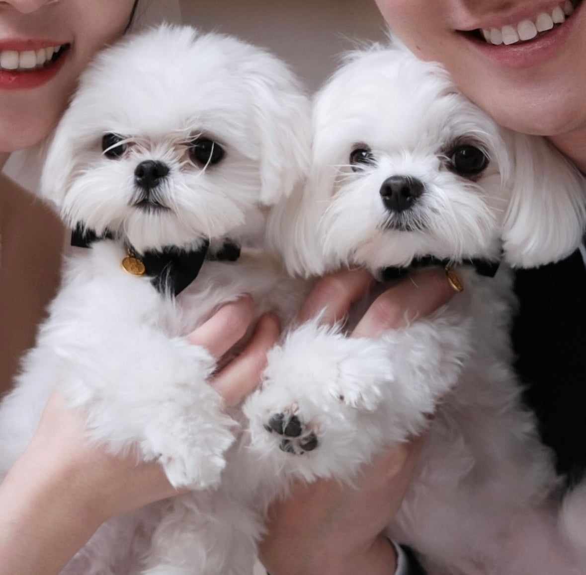 MALTESE, ALOHA TEACUP PUPPIES