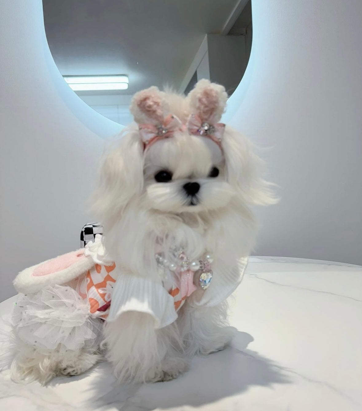 MALTESE, ALOHA TEACUP PUPPIES