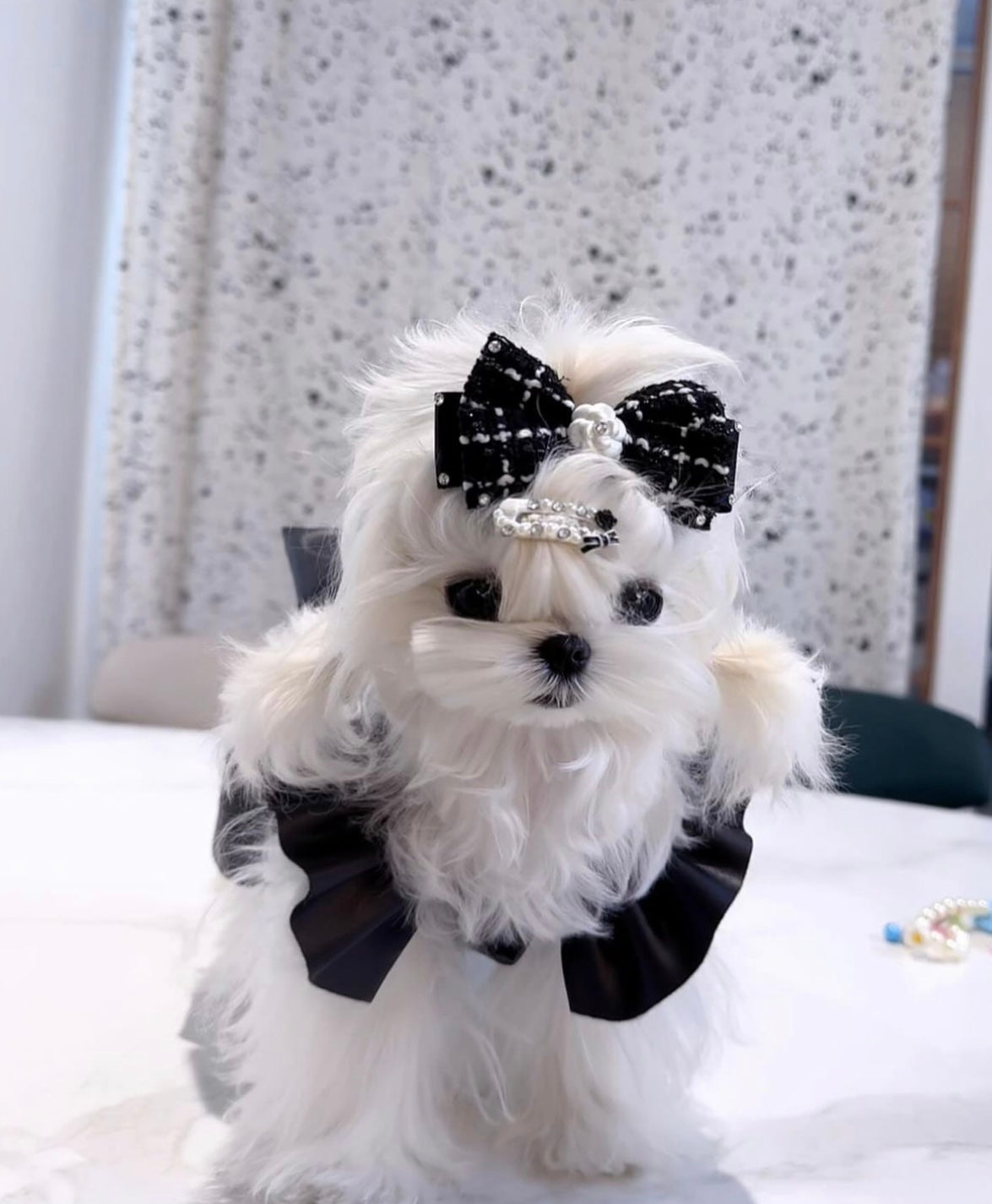 MALTESE, ALOHA TEACUP PUPPIES