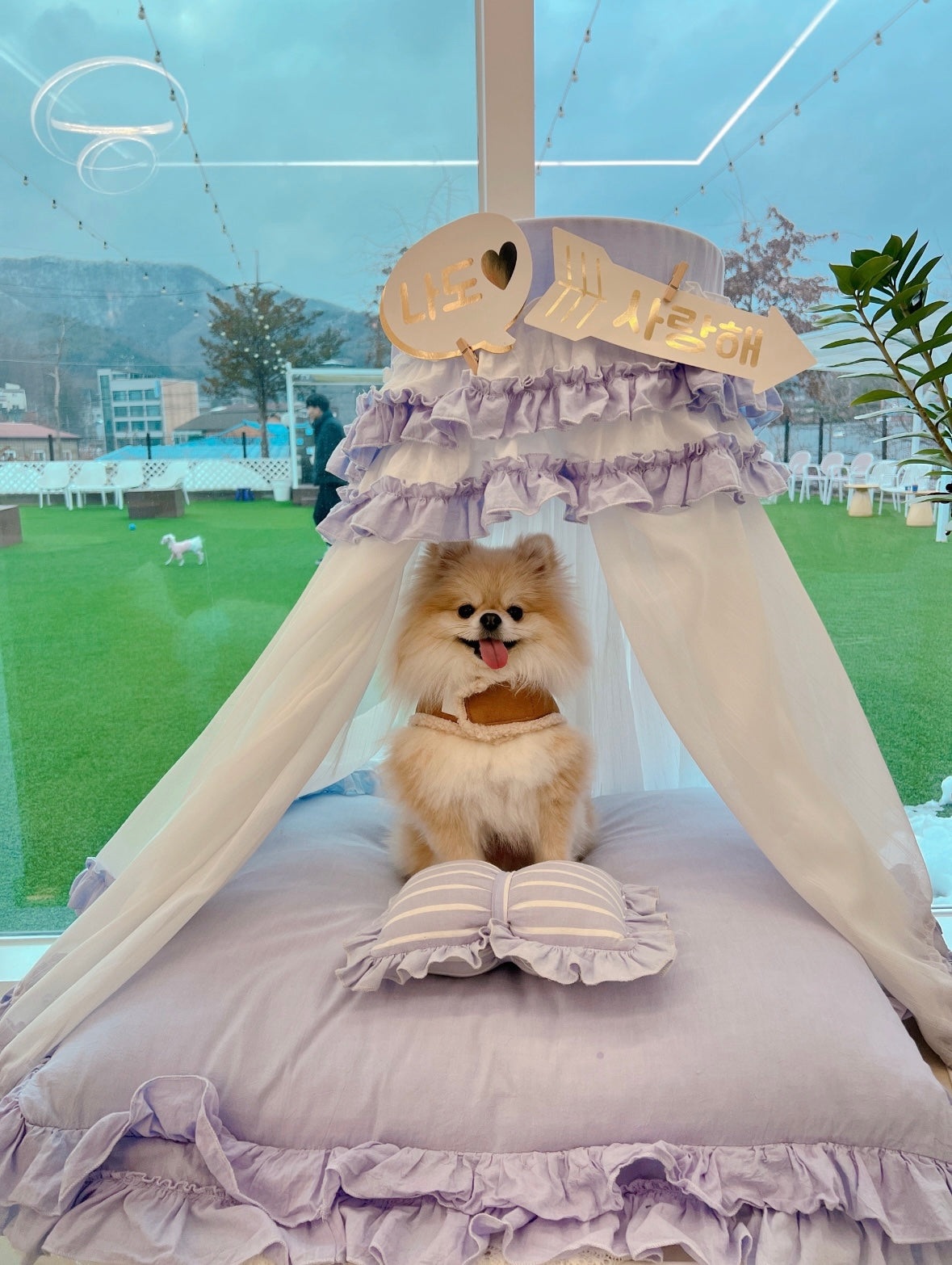POMERANIAN, ALOHA TEACUP PUPPIES