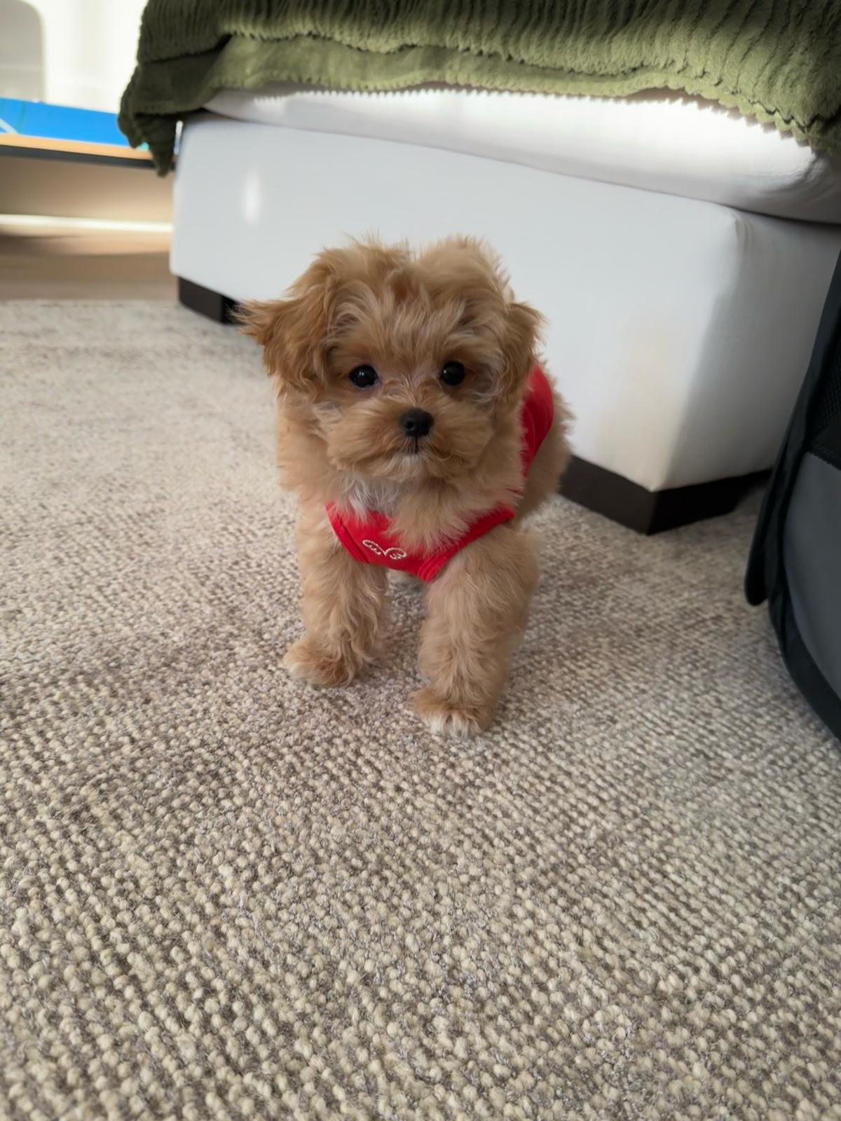 MALTIPOO, ALOHA TEACUP PUPPIES