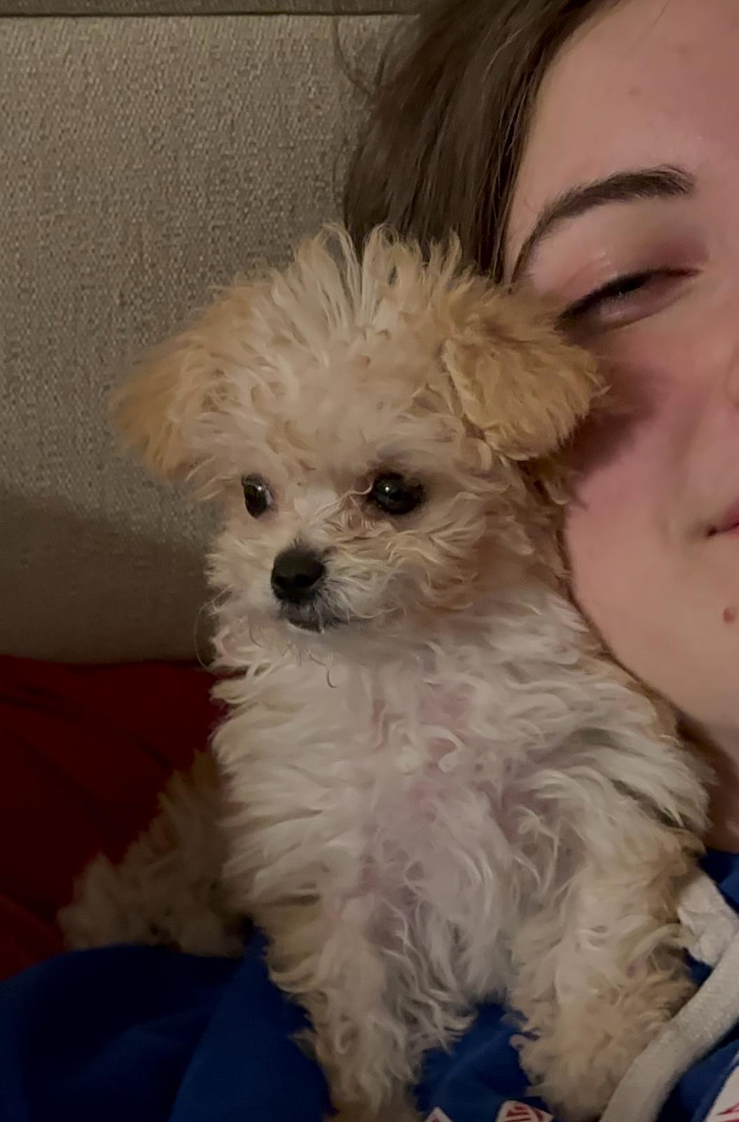 POODLE, ALOHA TEACUP PUPPIES