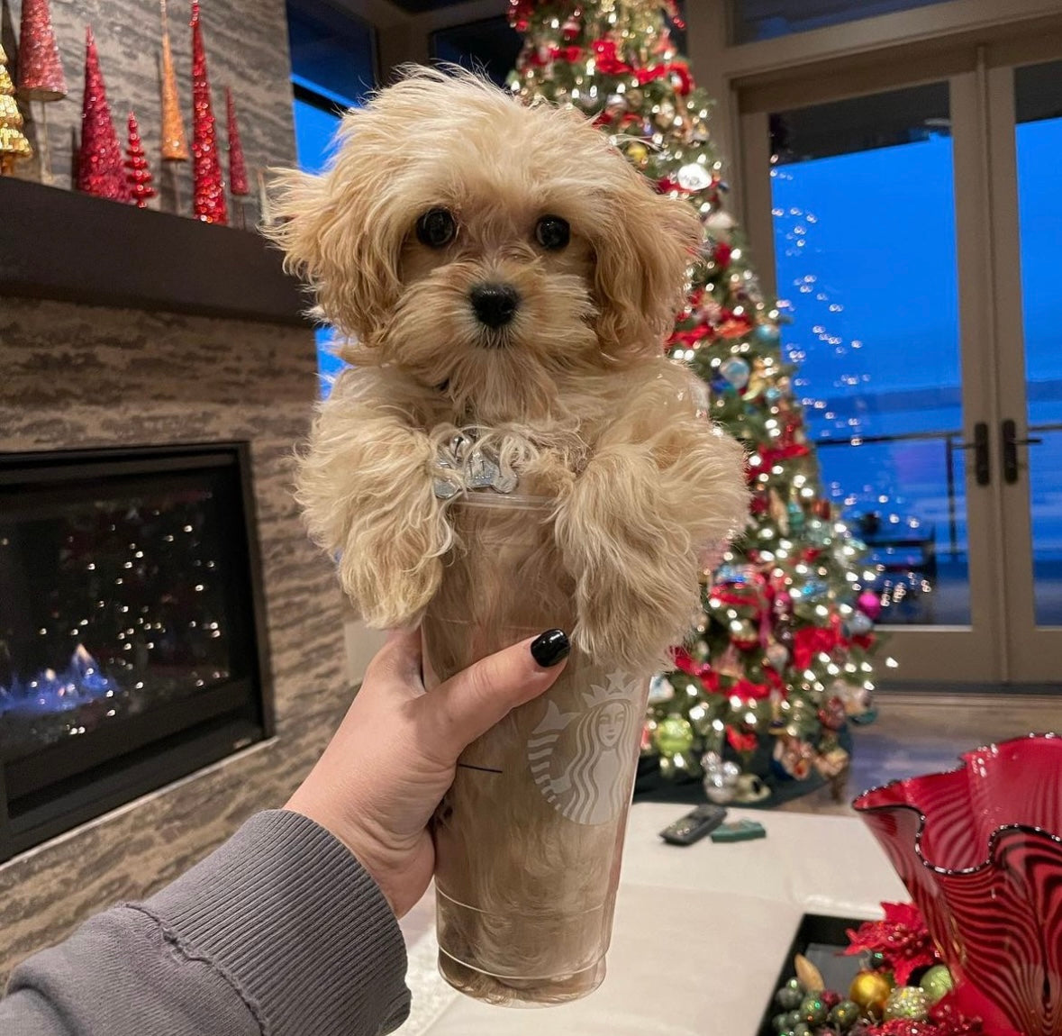 MALTIPOO, ALOHA TEACUP PUPPIES