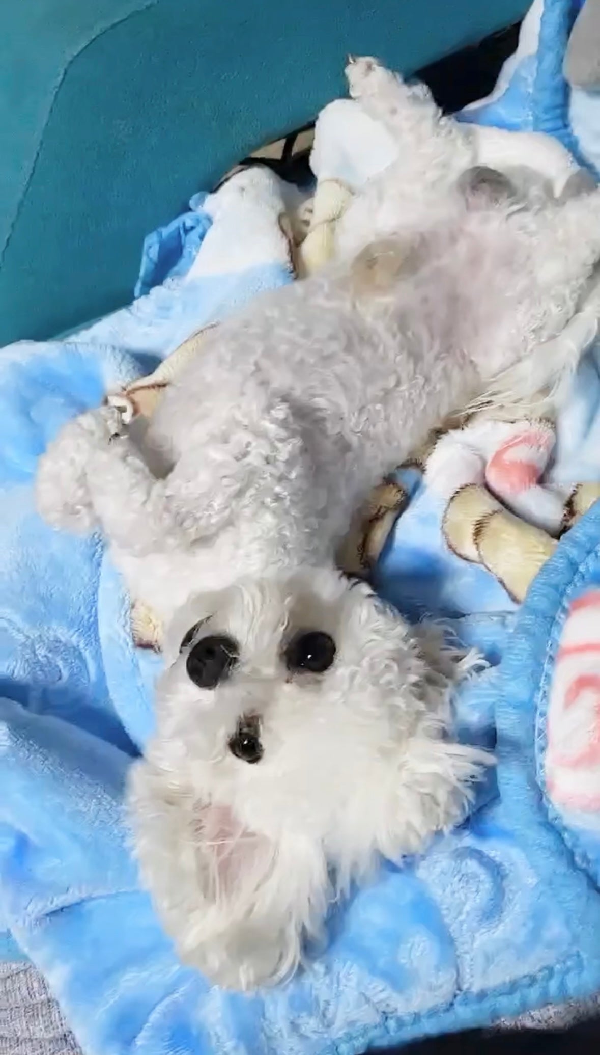 BICHON, ALOHA TEACUP PUPPIES