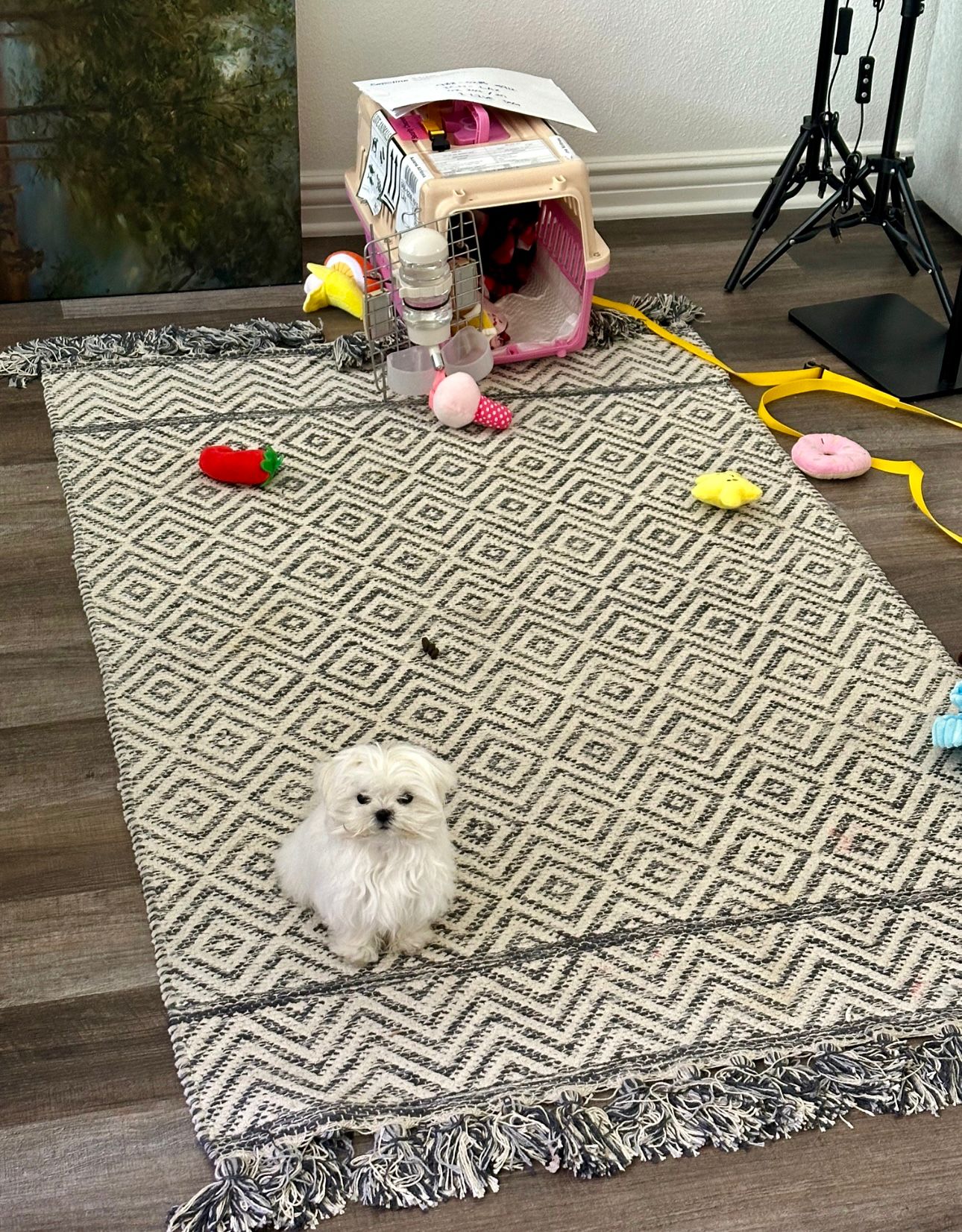 MALTESE, ALOHA TEACUP PUPPIES