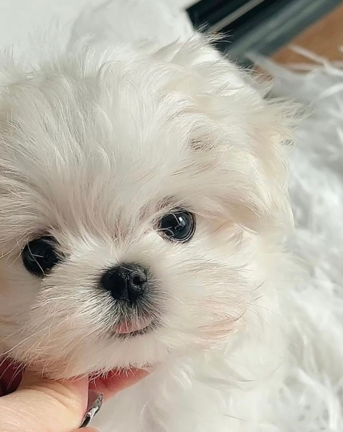 MALTESE, ALOHA TEACUP PUPPIES