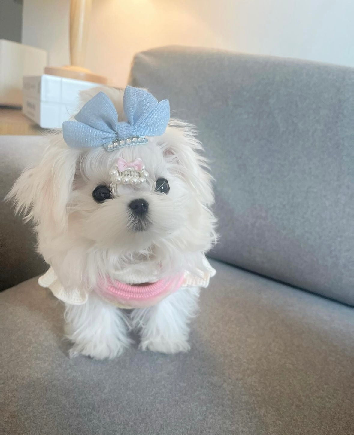 MALTESE, ALOHA TEACUP PUPPIES